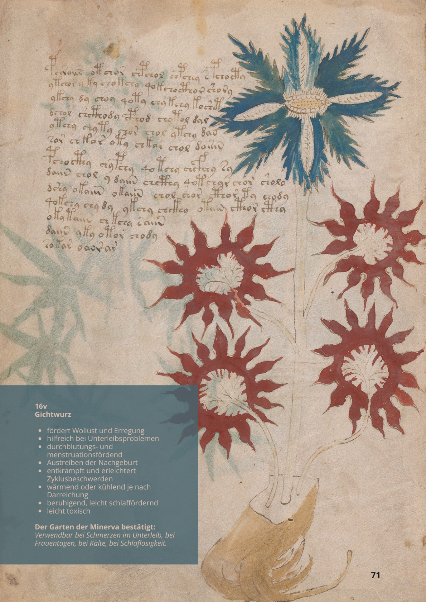 Peonia - PAEONIA OFFICINALIS - 16v - Gichtwurz Peonia - PAEONIA OFFICINALIS - 16v - Gichtwurz