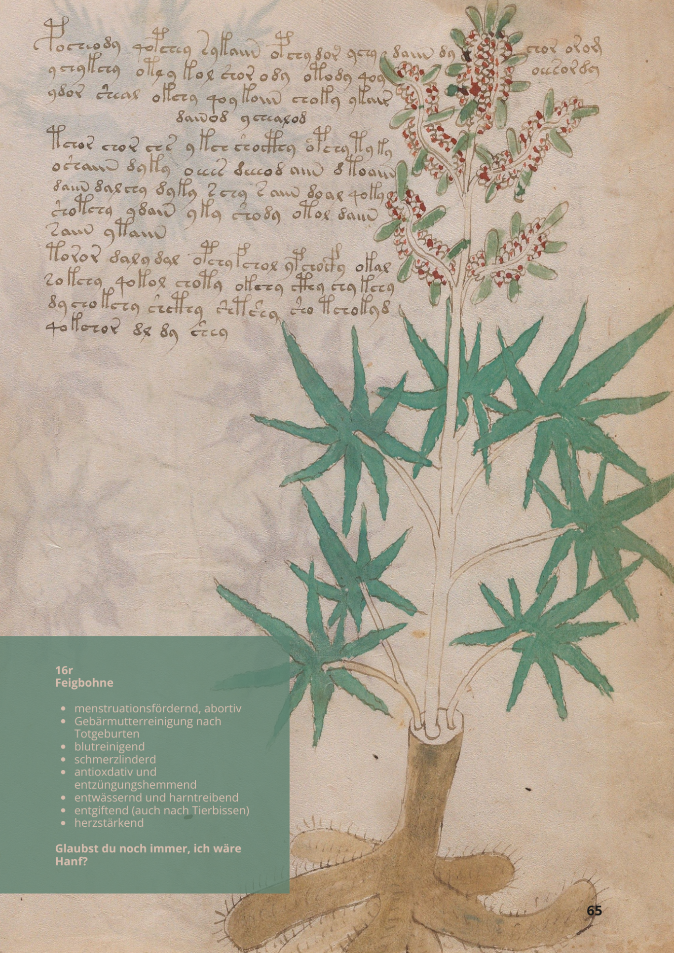 Lupinus oder Lupino Selvatico - LUPINUS ALBUS - 16r - Feigbohne Lupinus oder Lupino Selvatico -
LUPINUS ALBUS - 16r - Feigbohne