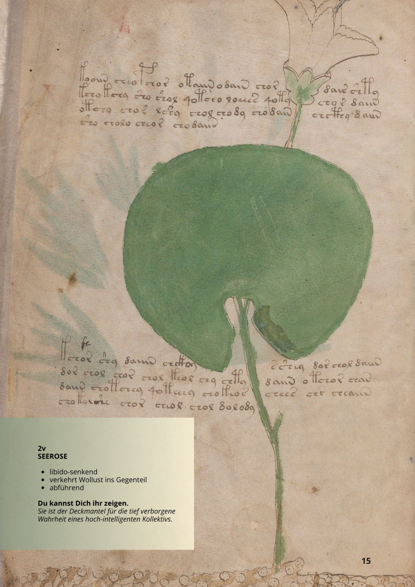 Nenufar - Ninfea - NYMPHAEA ALBA - 2v - Seerose Nenufar - Ninfea - NYMPHAEA ALBA - 2v - Seerose