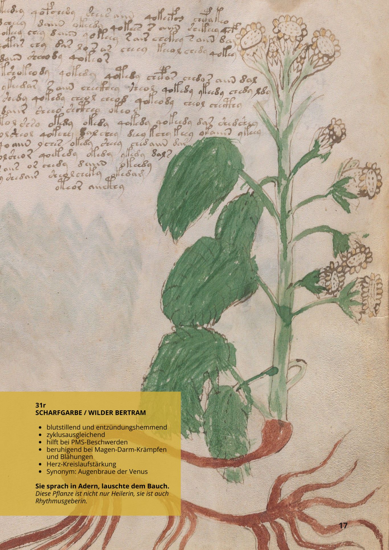 Millefoglio - ACHILLEA MILLEFOLIUM - 38r - Wilder Bertram - Scharfgarbe Millefoglio - ACHILLEA MILLEFOLIUM - 38r - Wilder Bertram - Scharfgarbe