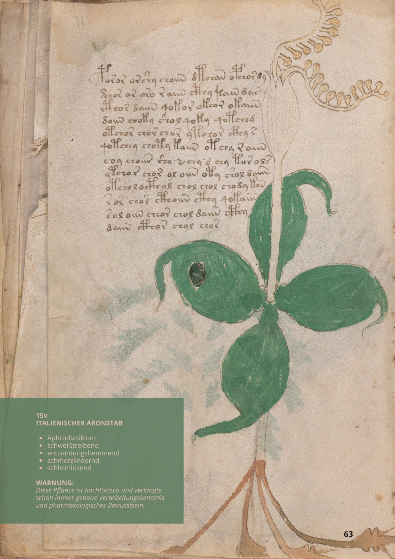 Gigaro Chiaro - ARUM ITALICUM - 15v - Italienischer Aronstab Gigaro Chiaro - ARUM ITALICUM - 15v - Italienischer Aronstab