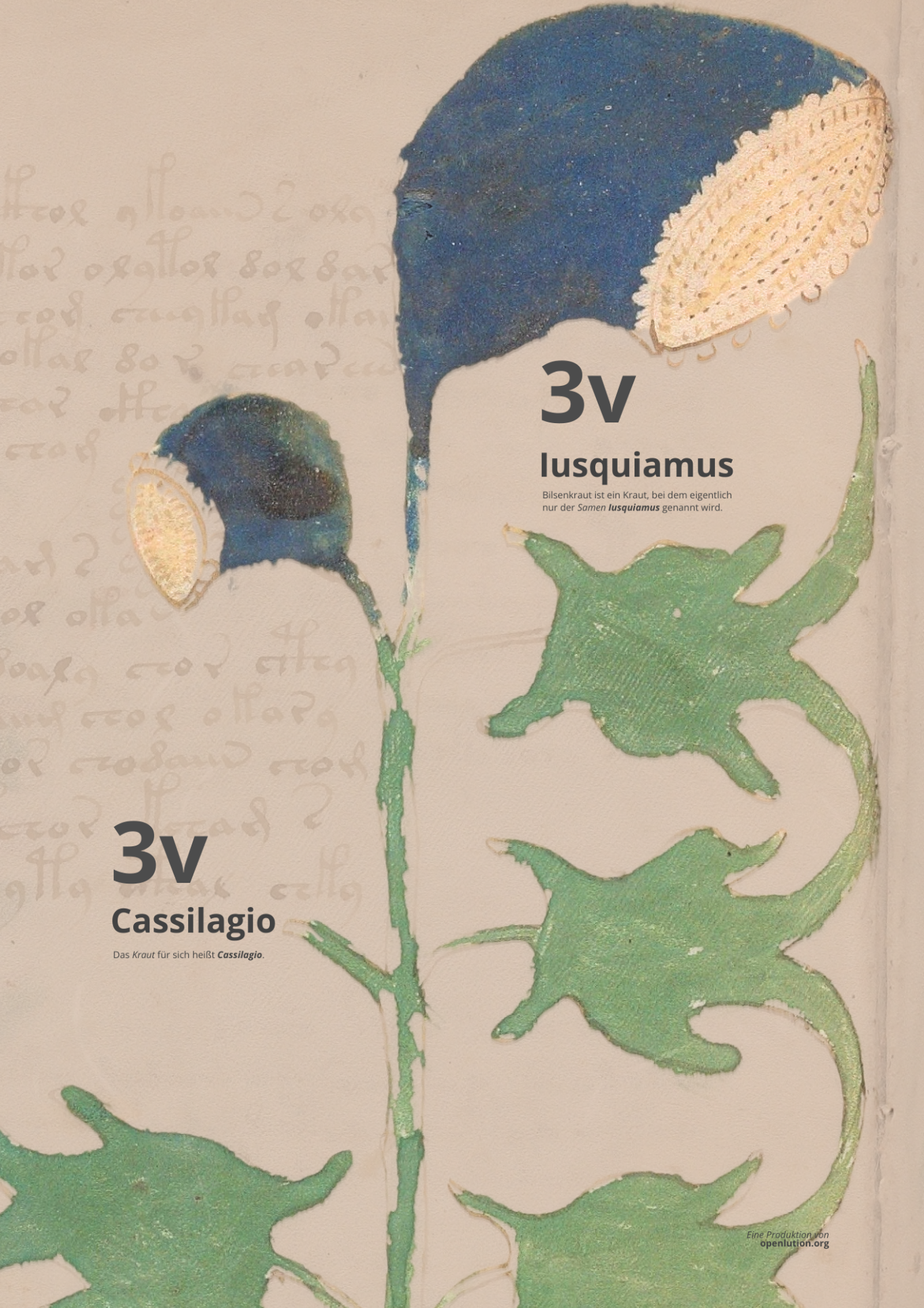 Beinecke MS 408 - Folio 3v- Iusquiamo & Cassilagion - HYOSCYAMUS ALBUS - Weißes Bilsenkraut & Weißer Bilsensamen Beinecke MS 408 - Folio 3v- Iusquiamo & Cassilagion - HYOSCYAMUS ALBUS - Weißes Bilsenkraut & Weißer Bilsensamen