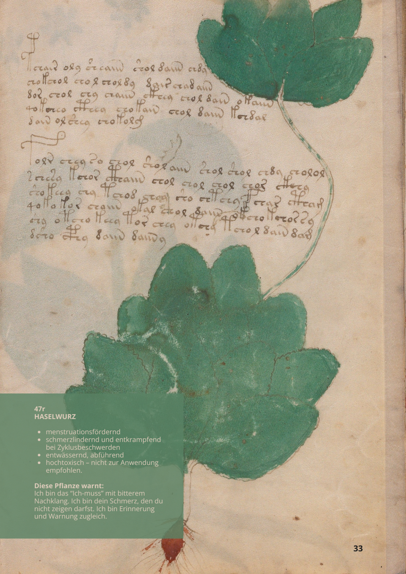 Bacarro Comune - ASARUM EUROPAEUM - 42v - Haselwurz Bacarro Comune - ASARUM EUROPAEUM - 42v - Haselwurz