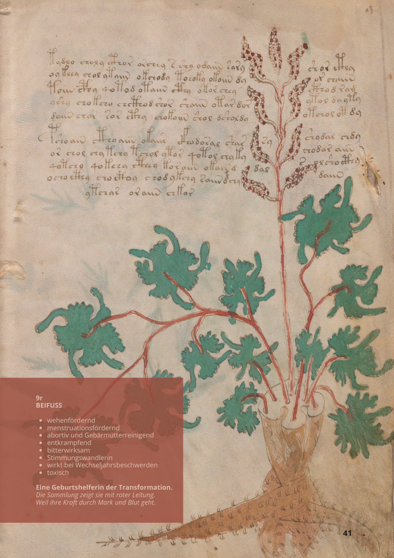 Artemisia Comune - ARTEMISIA VULGARIS - 9r - Beifuss Artemisia Comune - ARTEMISIA VULGARIS - 9r - Beifuss