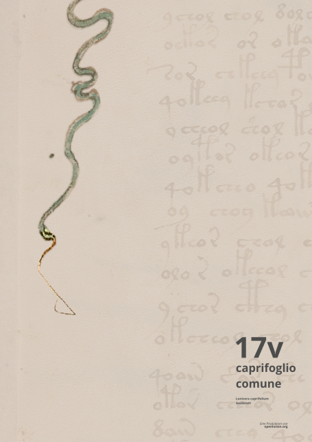 Beinecke MS 408 - Folio 17v mit Nadel und Faden am Rankenende