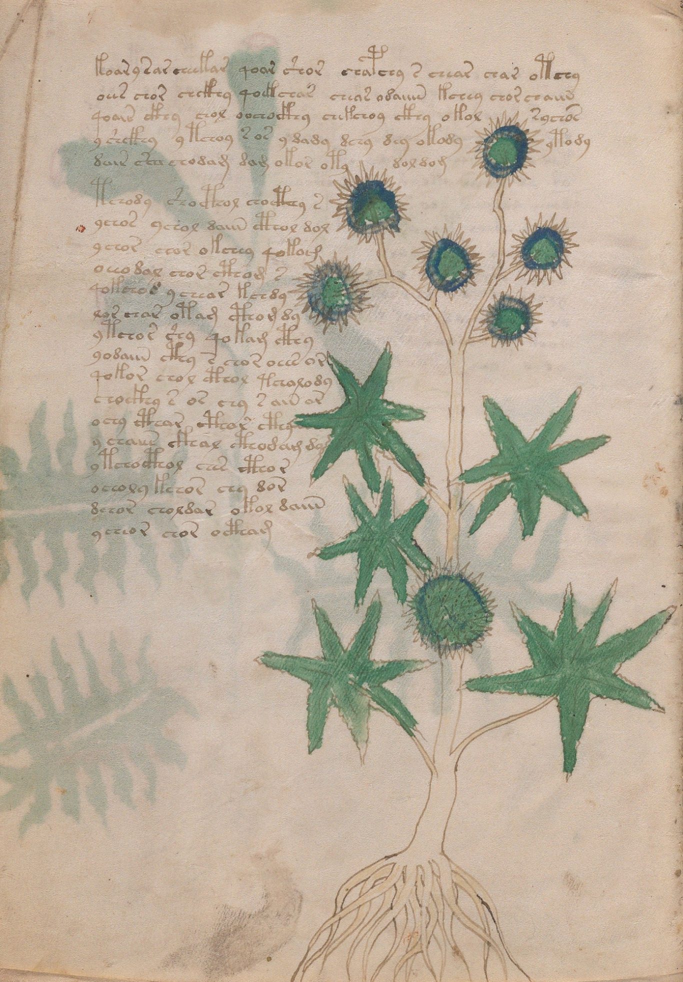 Beinecke MS 408 - Folio 6v - Tromba Del Diavolo - DATURA METEL - Indischer Stechapfel Beinecke MS 408 - Folio 6v - Tromba Del Diavolo - DATURA METEL - Indischer Stechapfel