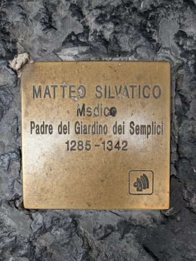 Matteo Silvatico - Medico - Padre del Giardino die Semplici - XIII-XIV Secolo