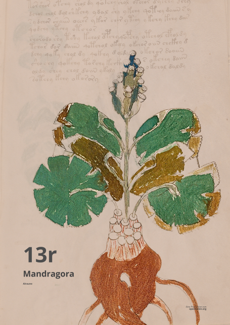 13r - Mandragora als Bestandteil der Spongia Somnifera