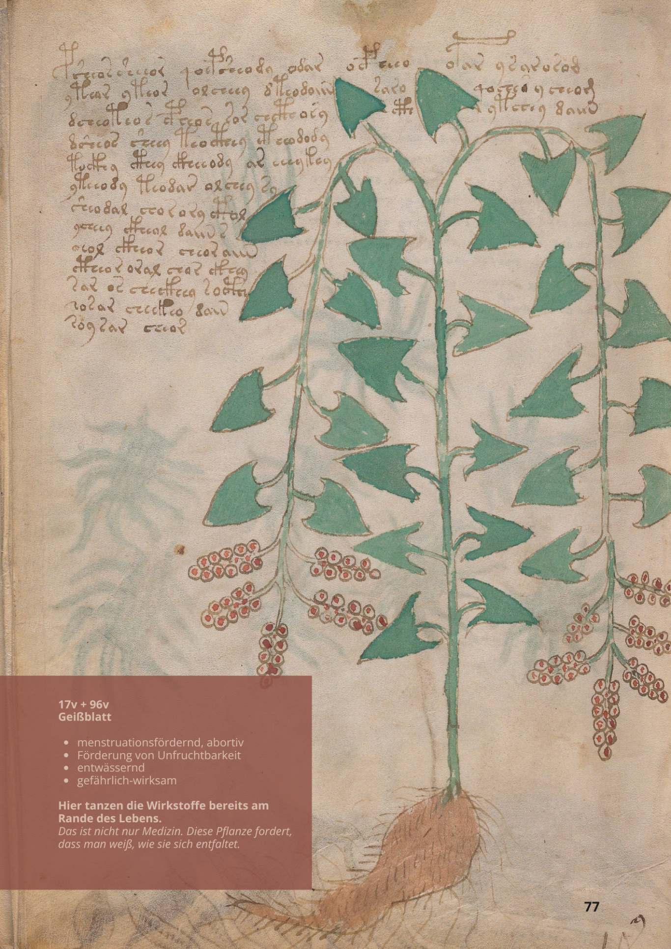 Caprifoglio Comune - LONICERA CAPRIFOLIUM - 17v - Geißblatt Caprifoglio Comune - LONICERA CAPRIFOLIUM - 17v - Geißblatt