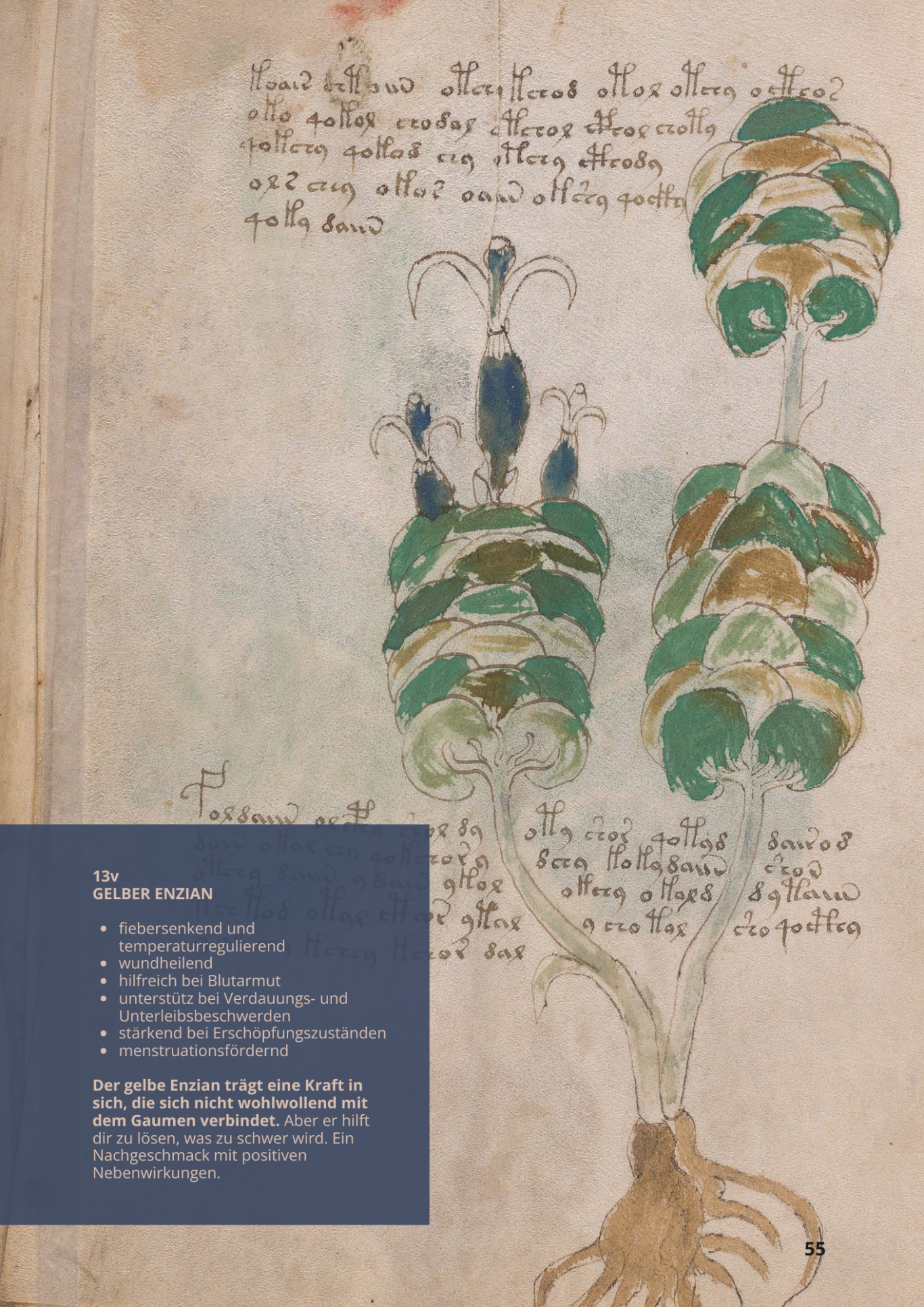 Genziana Maggiore - GENTIANA LUTEA - 13v - Gelber EnzianGENTIANA LUTEA - 13v - Gelber Enzian Genziana Maggiore - GENTIANA LUTEA - 13v - Gelber Enzian