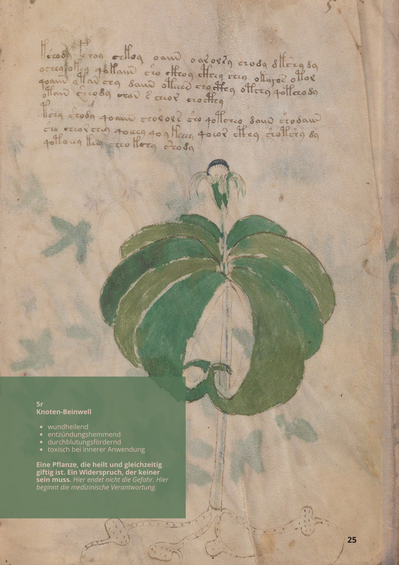 Consolida Femmina - SYMPHYTUM TUBEROSUM - 5r - Knotenbeinwell Consolida Femmina - SYMPHYTUM TUBEROSUM - 5r - Knotenbeinwell