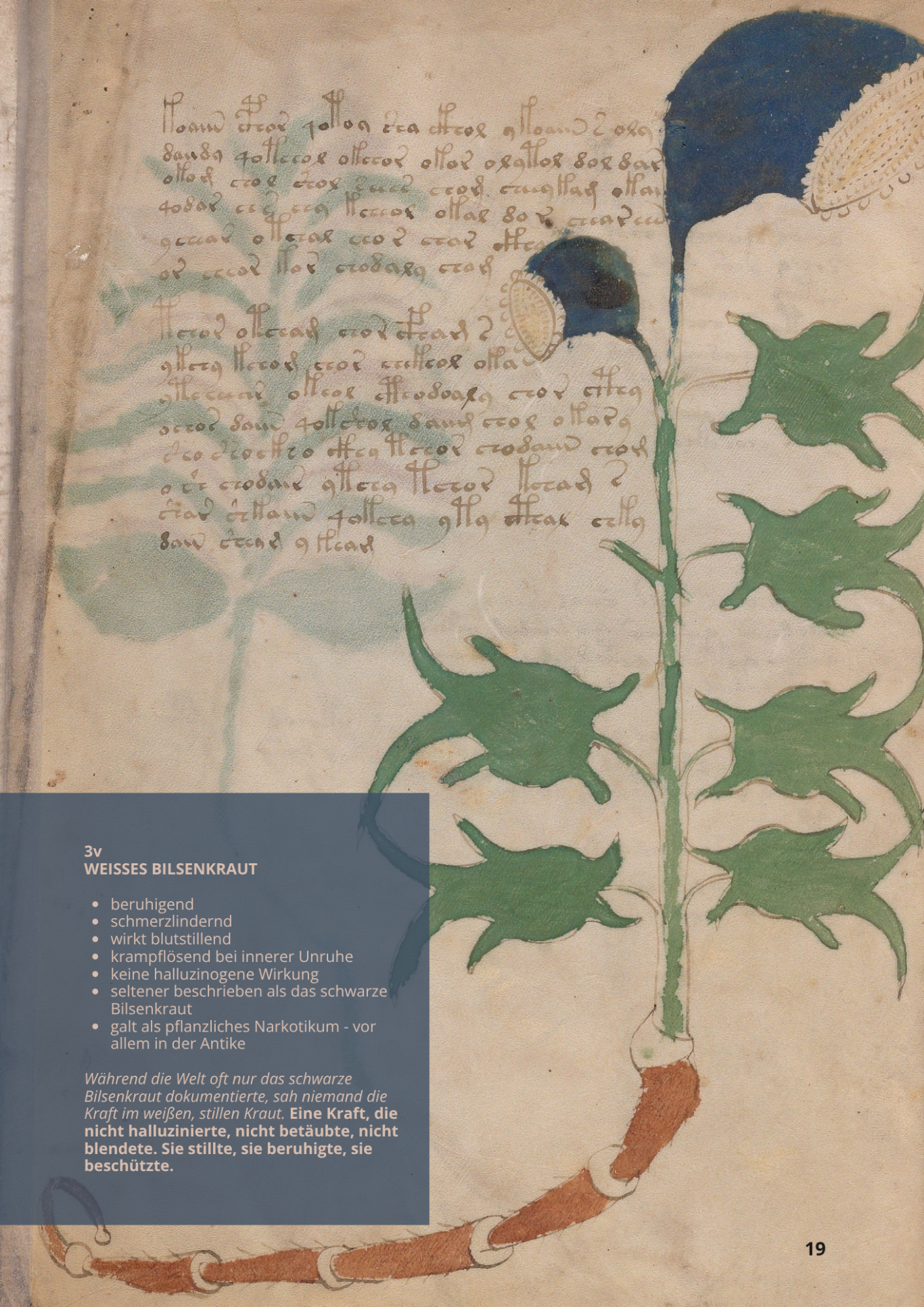 Iusquiamus - Giusquiamo Bianco - HYOSCYAMUS ALBUS - 3v - Weißes Bilsenkraut Iusquiamus - Giusquiamo Bianco - HYOSCYAMUS ALBUS - 3v - Weißes Bilsenkraut