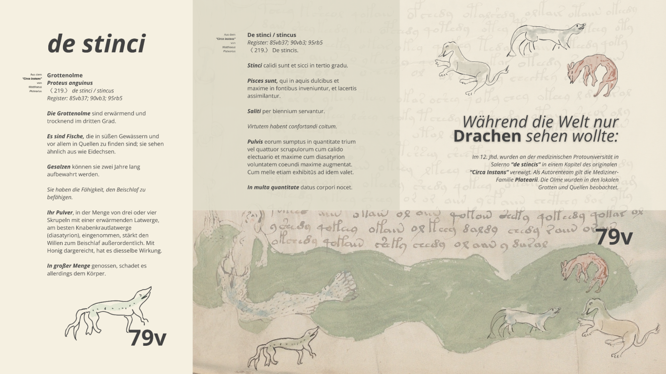 De Stinci - Die Drachenkinder von Salerno - folio 79v - Voynich Manuskript De Stinci als Simplica in salernitanischer Praxis - folio 79v - Voynich Manuskript