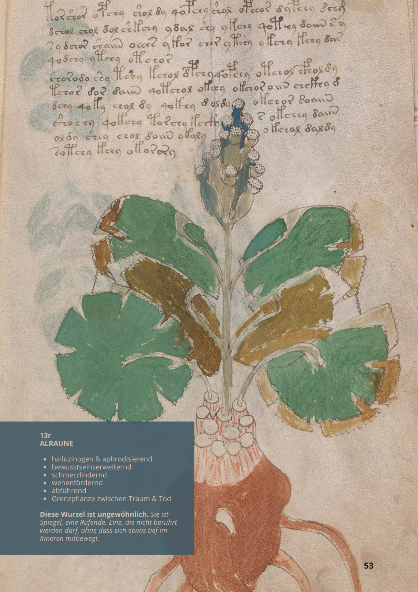 Mandragora - MANDRAGORA OFFICINARUM - 13r - Alraune Mandragora - MANDRAGORA OFFICINARUM - 13r - Alraune