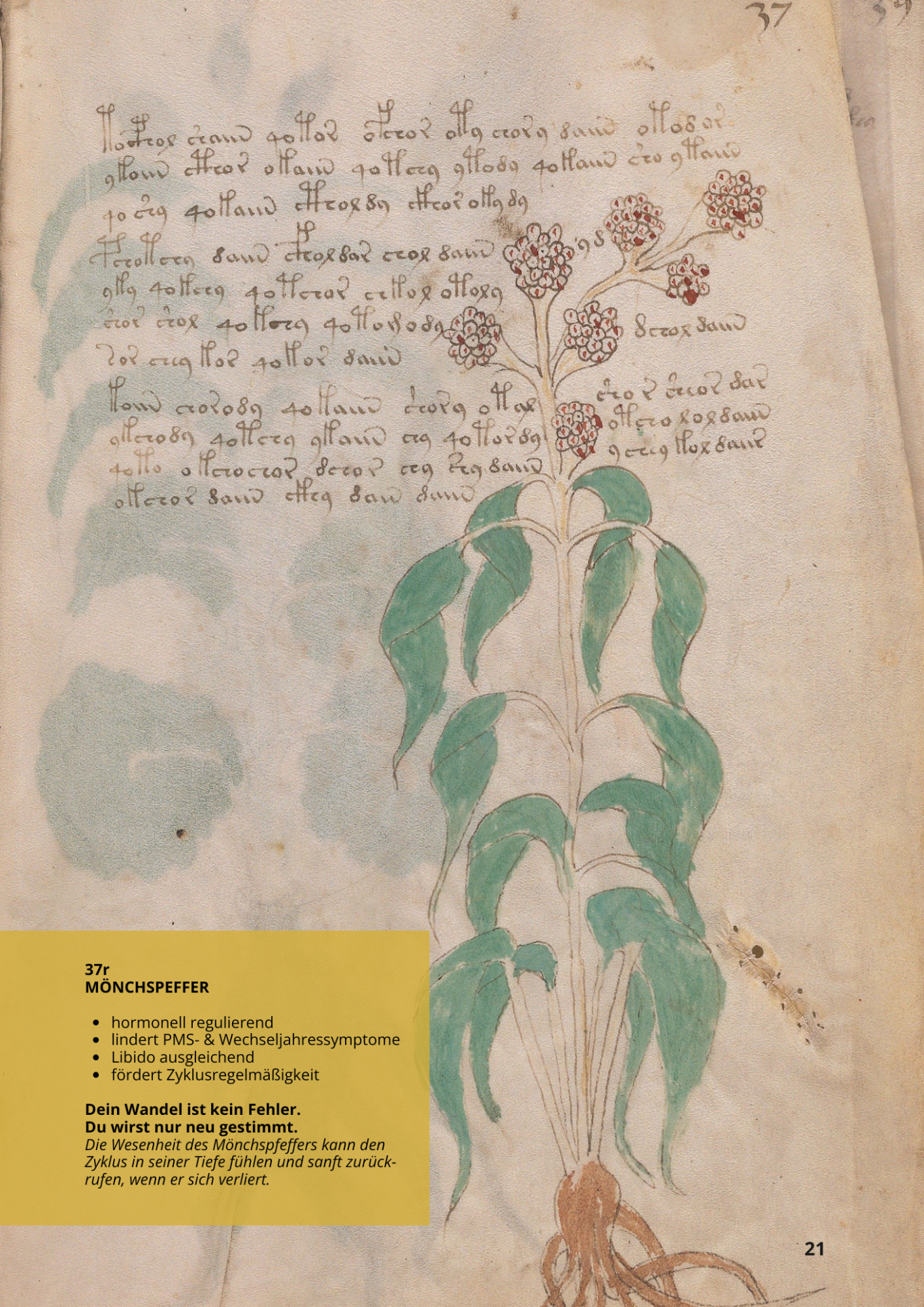 Agnocasto - VITEX AGNUS-CASTUS - 37r - Mönchspfeffer Agnocasto - VITEX AGNUS-CASTUS - 37r - Mönchspfeffer