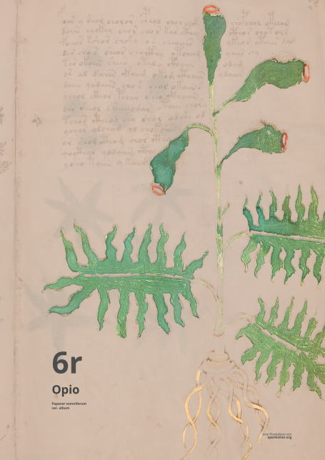 6r - Opio & Papaver als Bestandteil der Spongia Somnifera