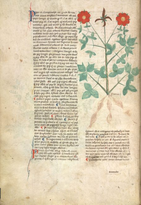 MS Egerton 747 - Tractatus de herbis - Peonia