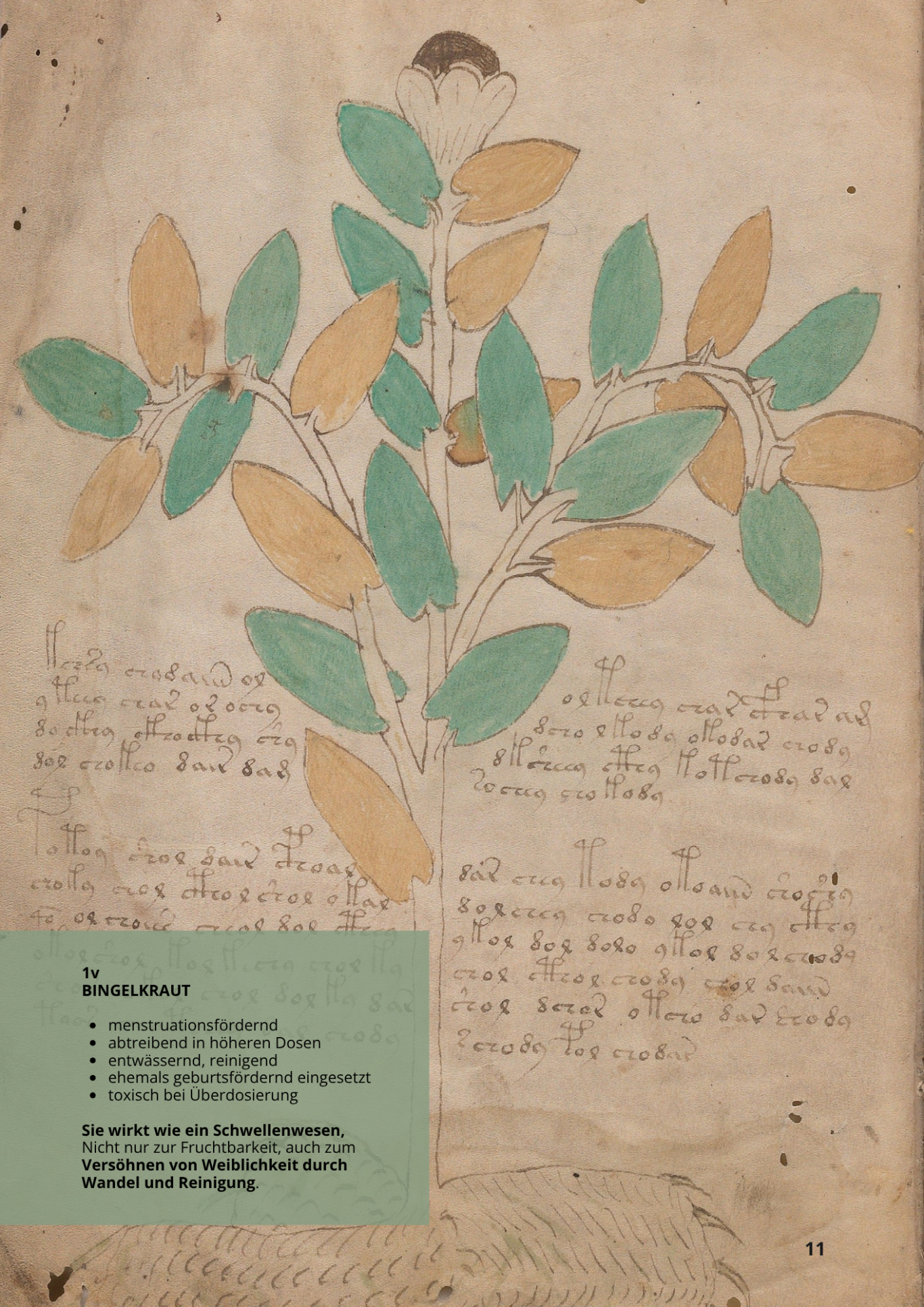 Mercorella Comune - MERCURIALIS ANNUA - 1v - Bingelkraut Mercorella Comune - MERCURIALIS ANNUA - 1v - Bingelkraut