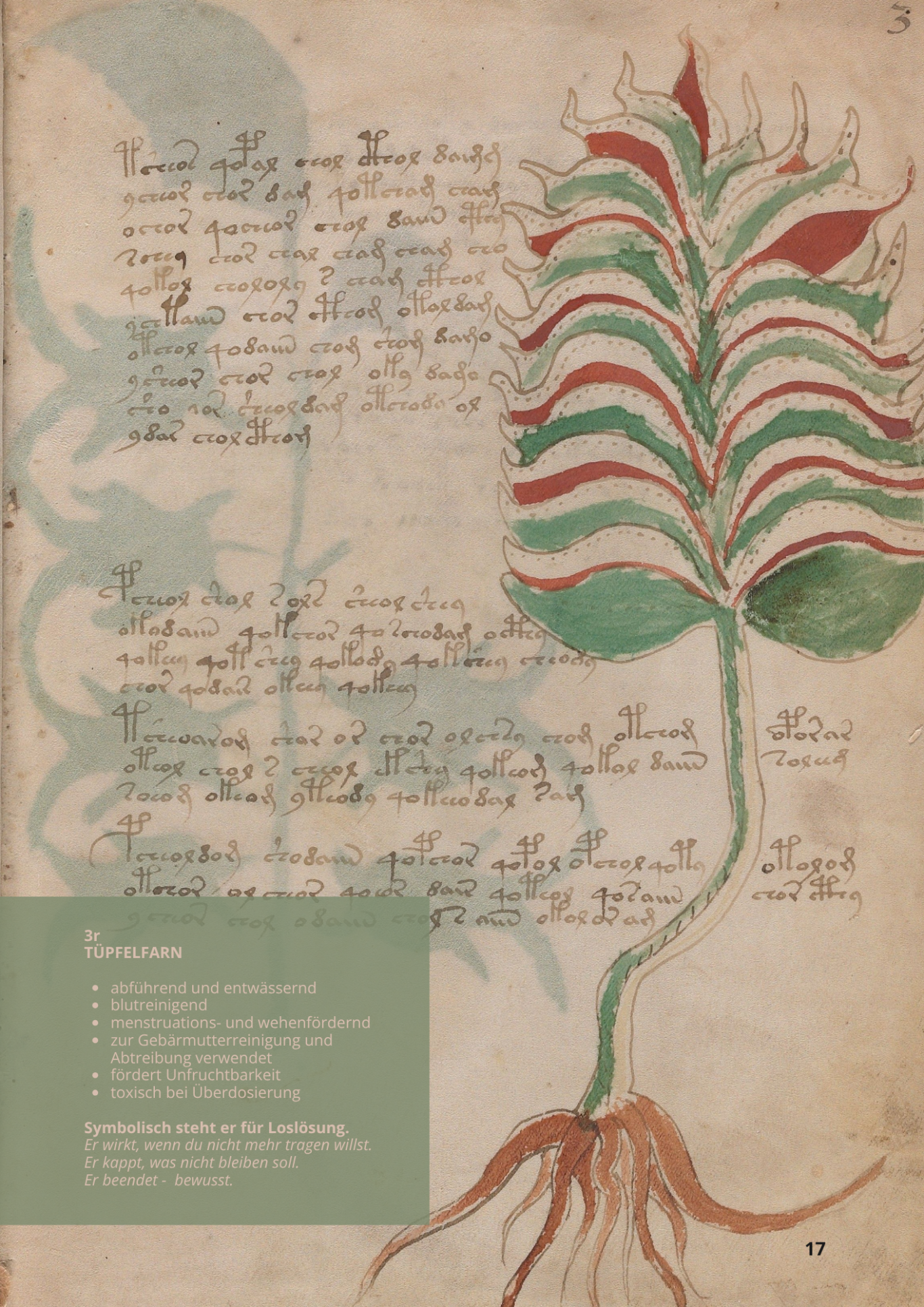 Polipodio - POLYPODIUM VULGARE - 3r - Tüpfelfarn Polipodio - POLYPODIUM VULGARE - 3r - Tüpfelfarn