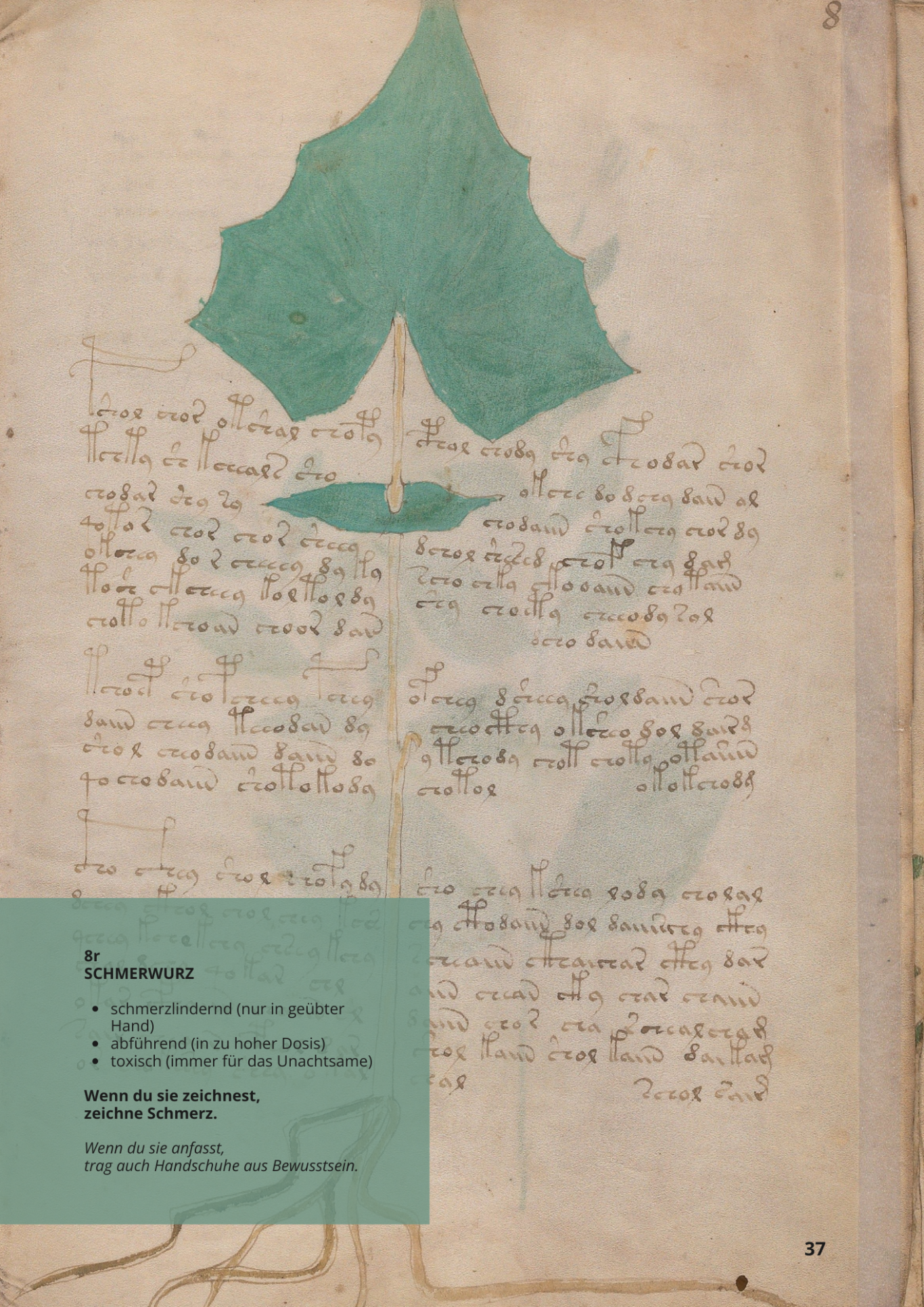 Tamaro - TAMUS COMMUNIS - 8r - Schmerwurz Tamaro - TAMUS COMMUNIS - 8r - Schmerwurz