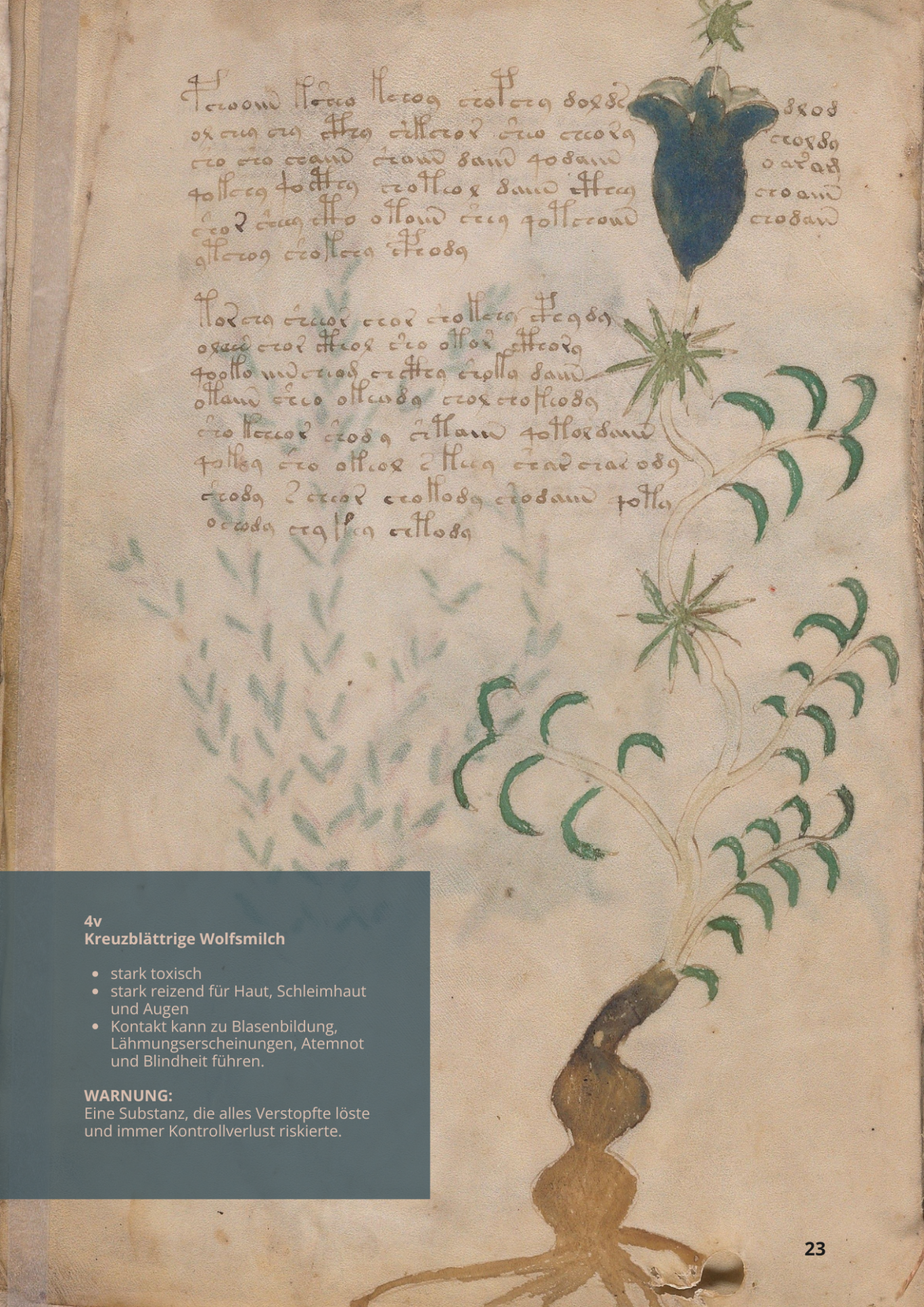 Euforbia Catapuzzia - EUPHORBIA LATHYRIS - 4v - Kreuzblättrige Wolfsmilch Euforbia Catapuzzia - EUPHORBIA LATHYRIS - 4v - Kreuzblättrige Wolfsmilch