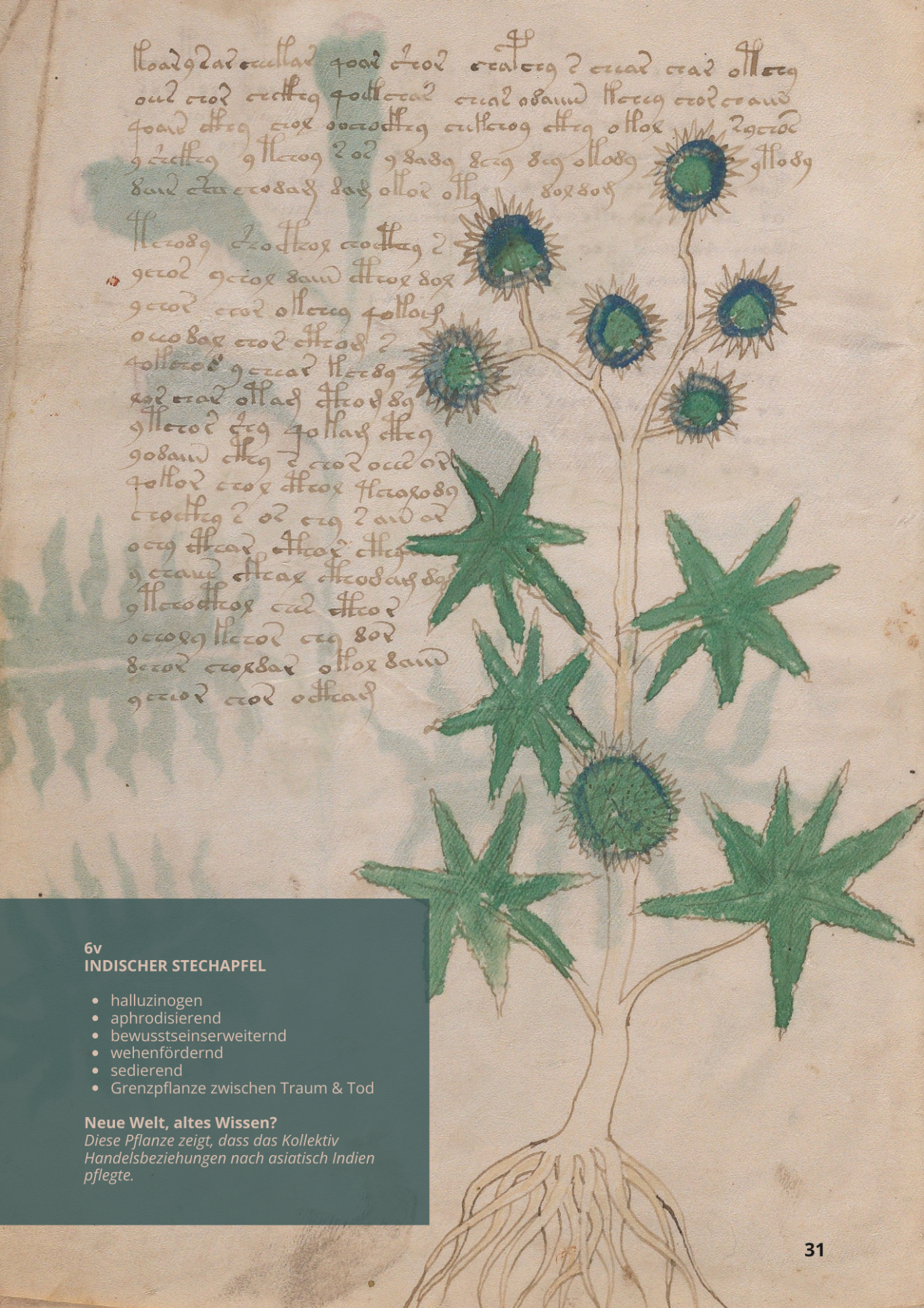 Tromba Del Diavolo - DATURA METEL - 6v - Indischer Stechapfel Tromba Del Diavolo - DATURA METEL - 6v - Indischer Stechapfel