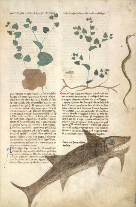 MS Egerton 747 - Tractatus de herbis - ambra