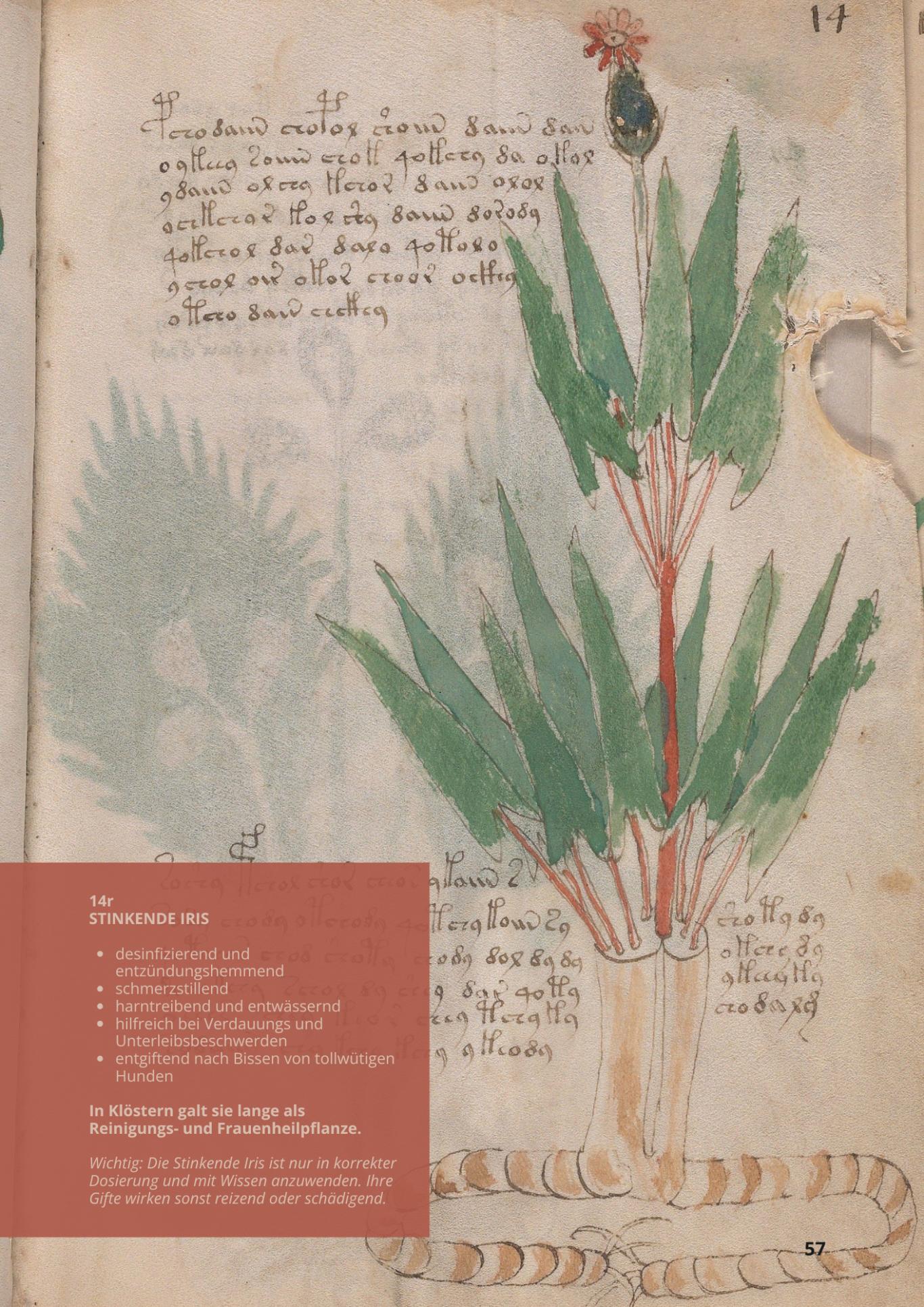 Giaggiolo Puzzolente - IRIS FOETIDISSIMA - 14r - Stinkende Iris Giaggiolo Puzzolente - IRIS FOETIDISSIMA - 14r - Stinkende Iris