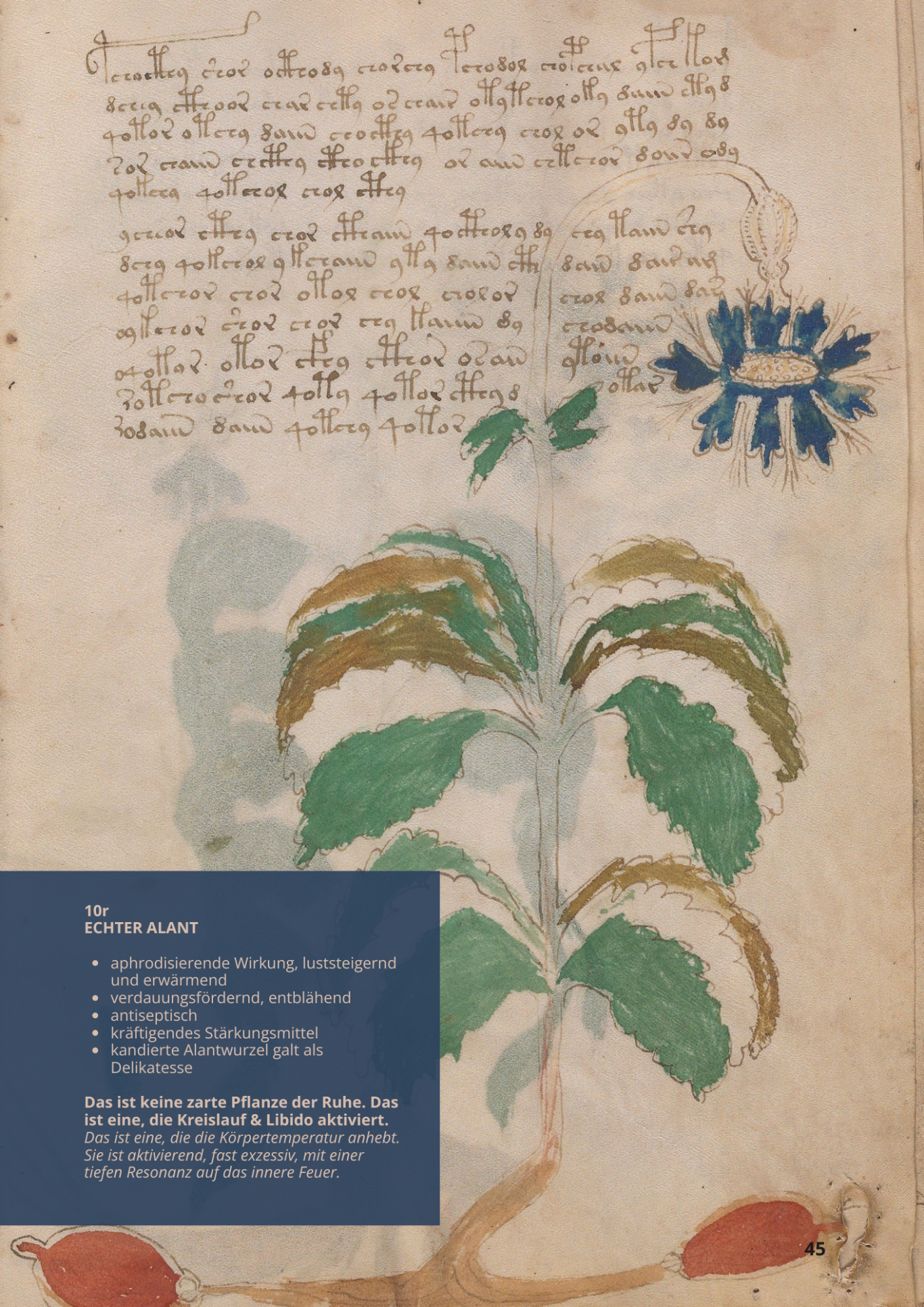 Enula Campana - INULA HELENIUM - 10r - Echter Alant Enula Campana - INULA HELENIUM - 10r - Echter Alant