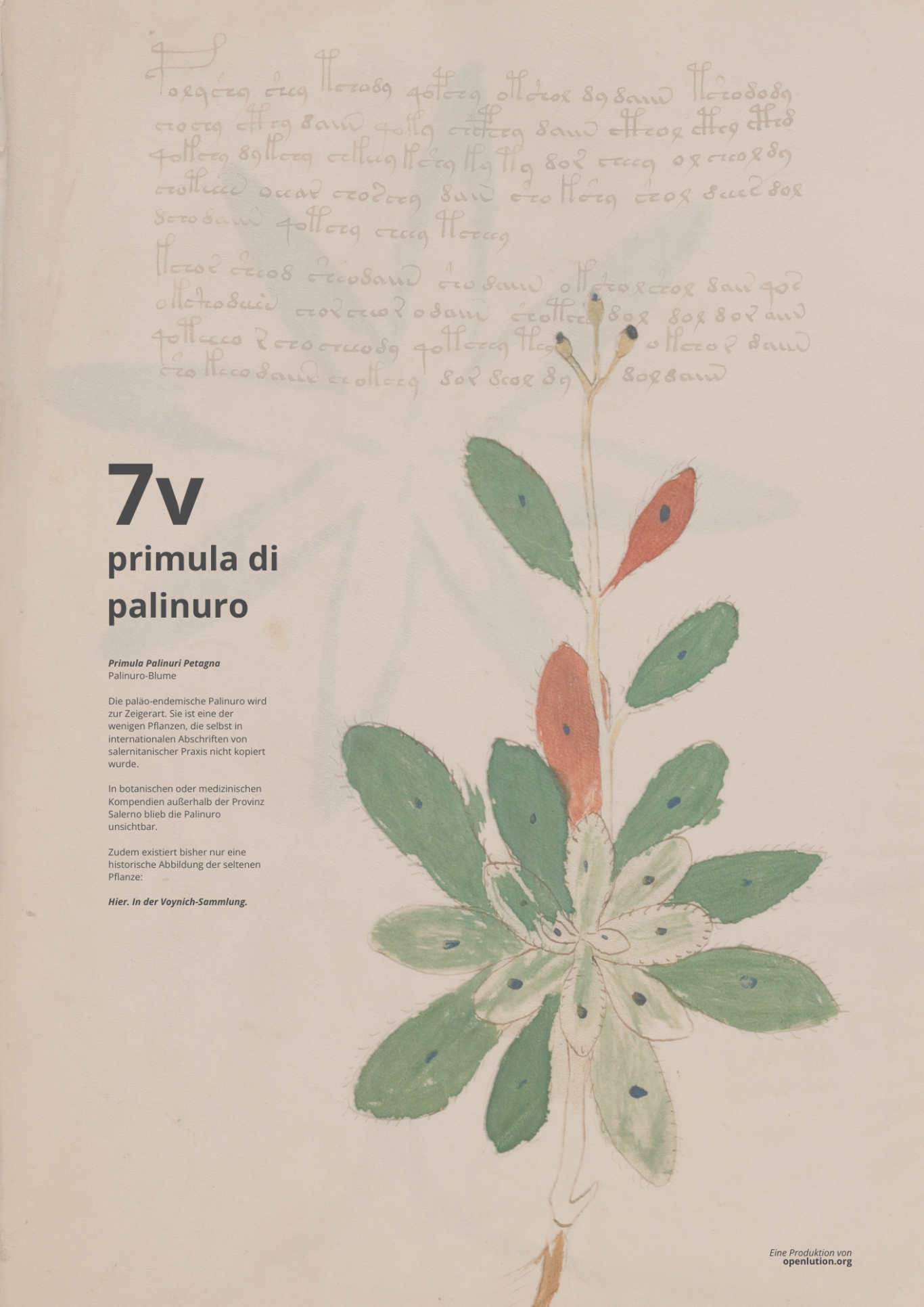 Primula Di Palinuro - Beinecke MS 408 - f7v Palinuro-Blume - 7v - PRIMULA PALINURI PETAGNA - Primula Di Palinuro im Set der Geokoordinaten