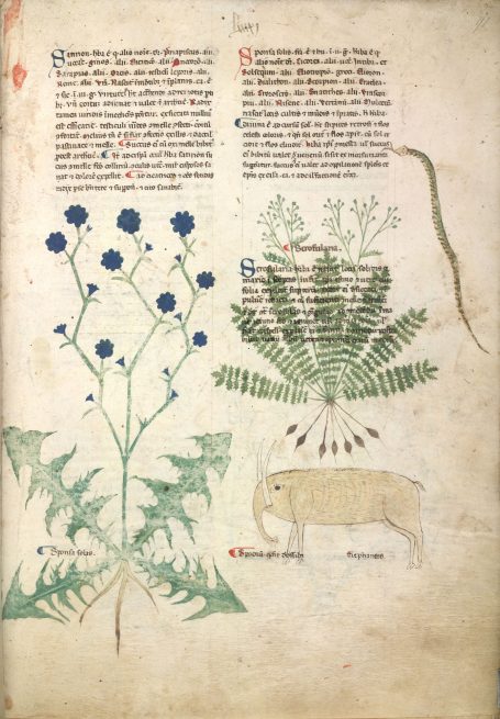 MS Egerton 747 - Tractatus de herbis - Spodium