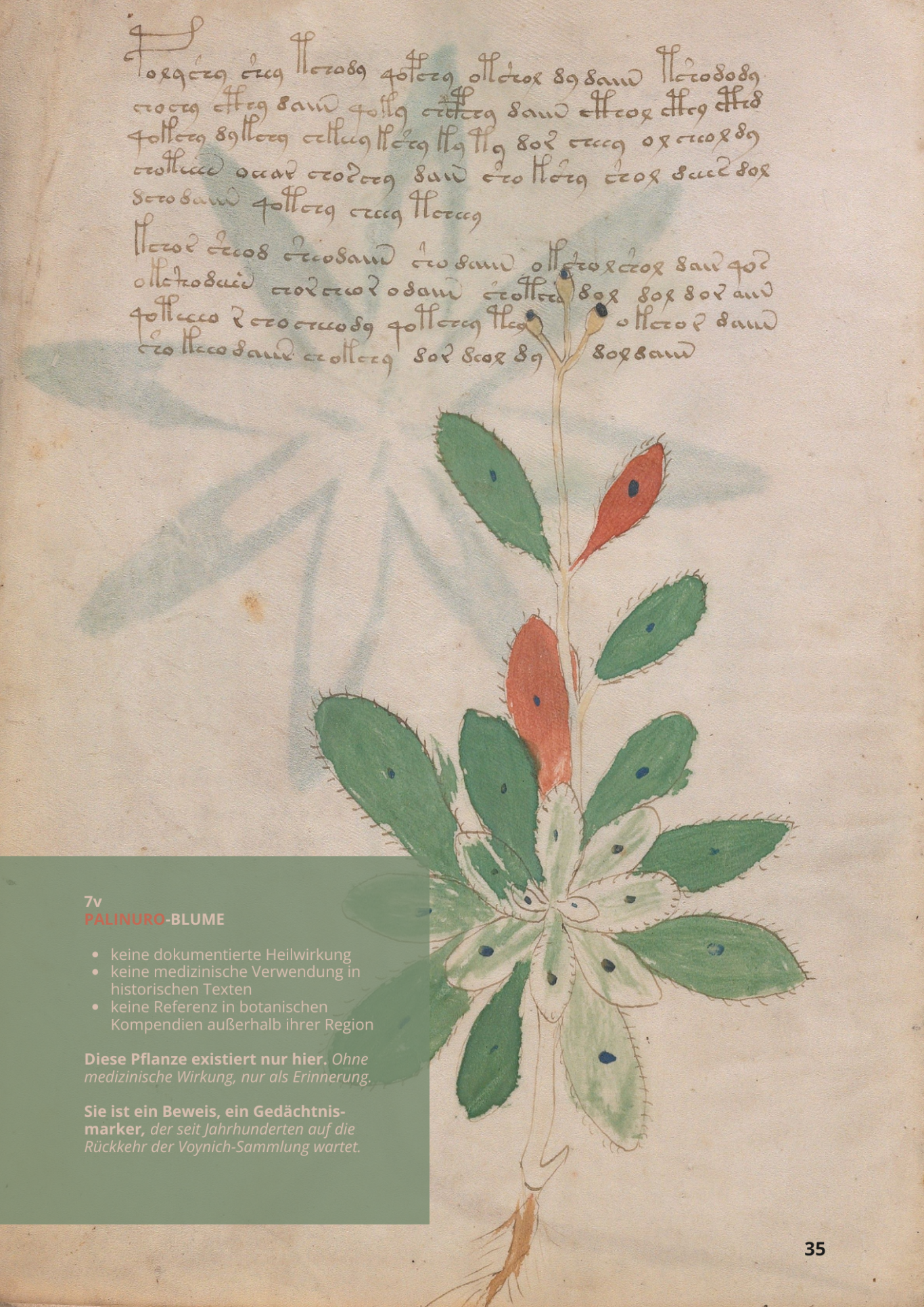 Primula di Palinuro - PRIMULA PALINURI PETAGNA - 7v - Palinuro-Blume Primula di Palinuro - PRIMULA PALINURI PETAGNA - 7v - Palinuro-Blume