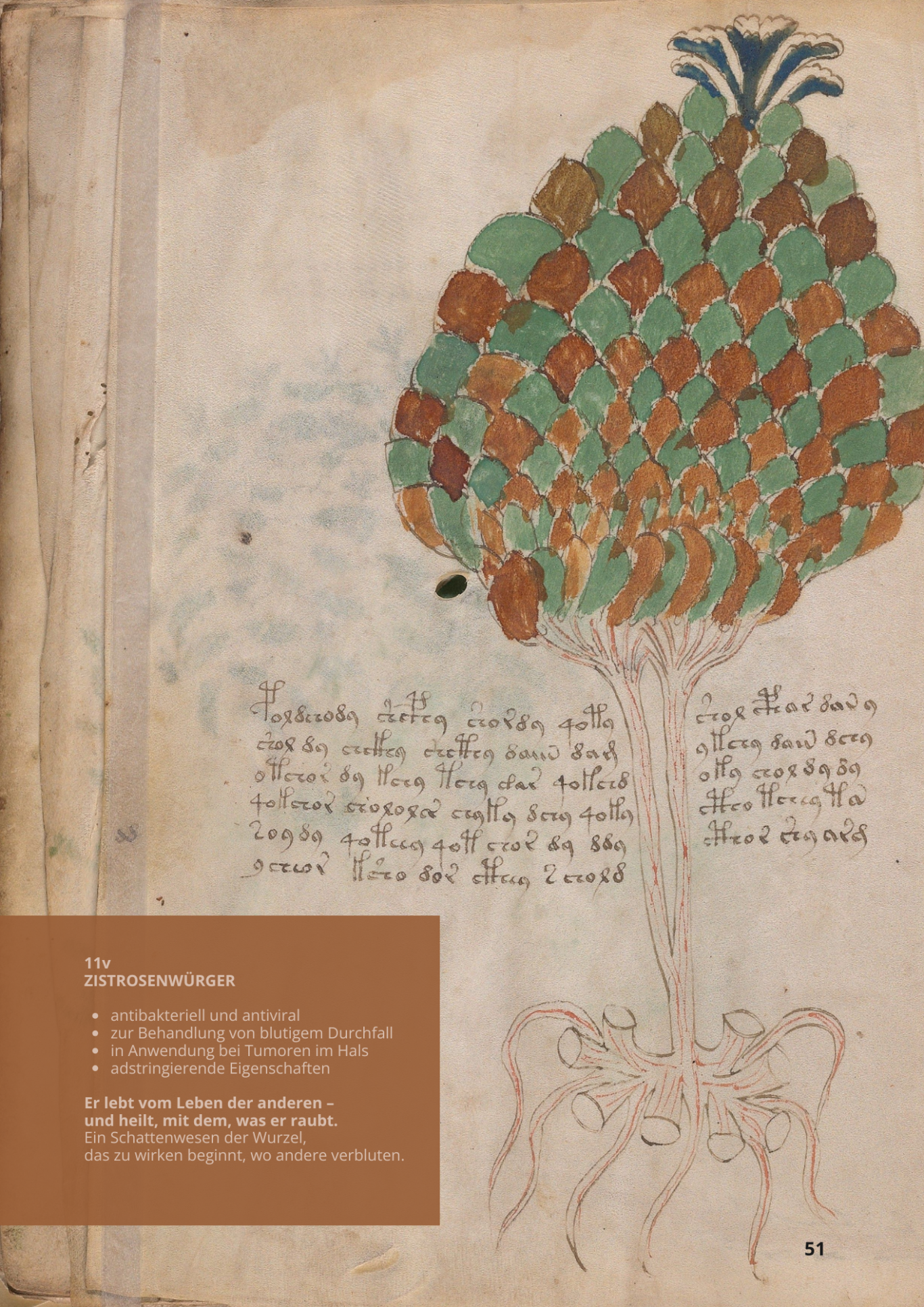 Ipocisto comune - Hypoquistidos - CYTINUS HYPOCISTIS - 11v - Zistrosenwürger Ipocisto comune - Hypoquistidos - CYTINUS HYPOCISTIS - 11v - Zistrosenwürger