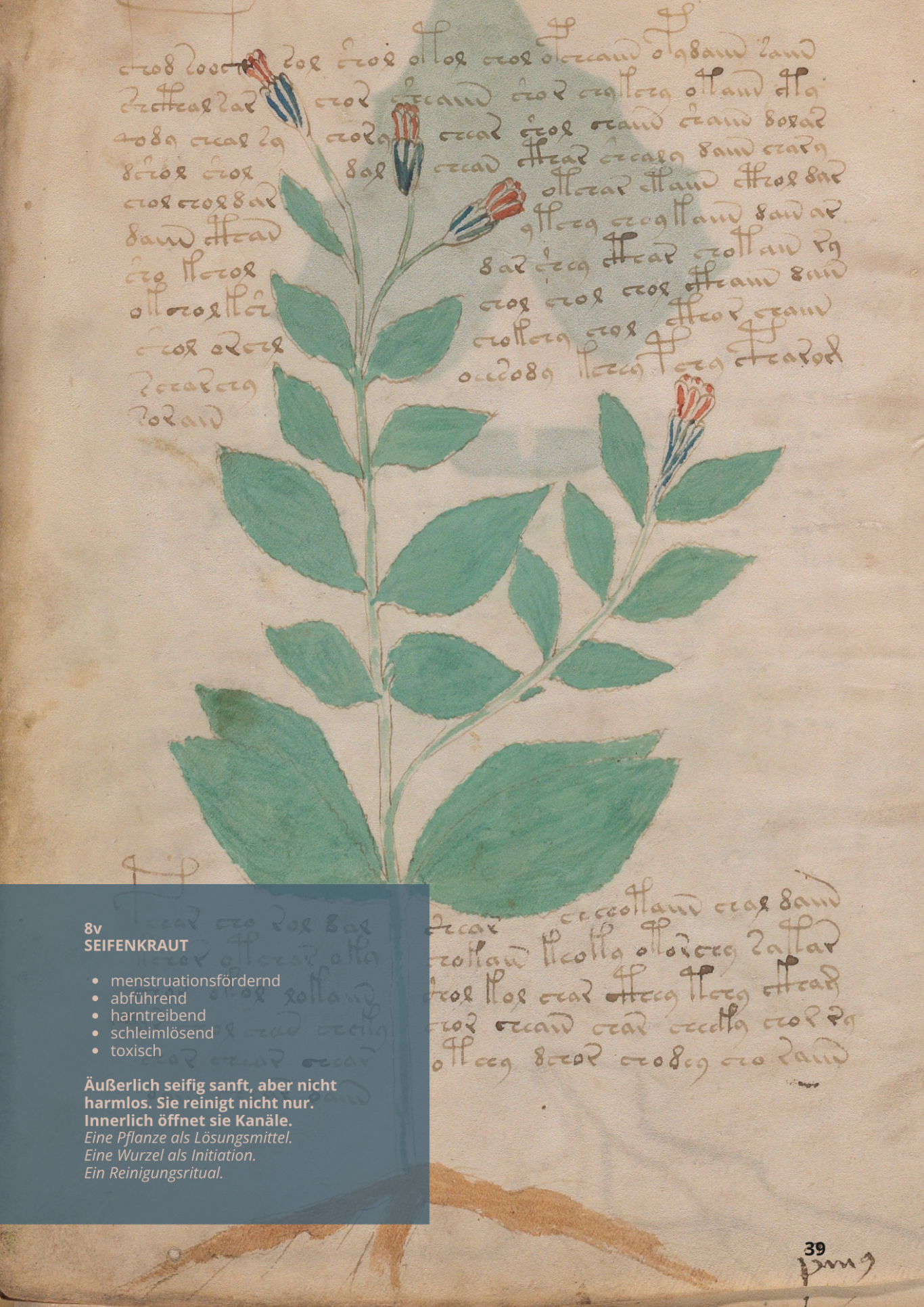 Sapo & Saponaria - SAPONARIA OFFICINALIS - 8v - Seifenkraut Sapo & Saponaria - SAPONARIA OFFICINALIS - 8v - Seifenkraut