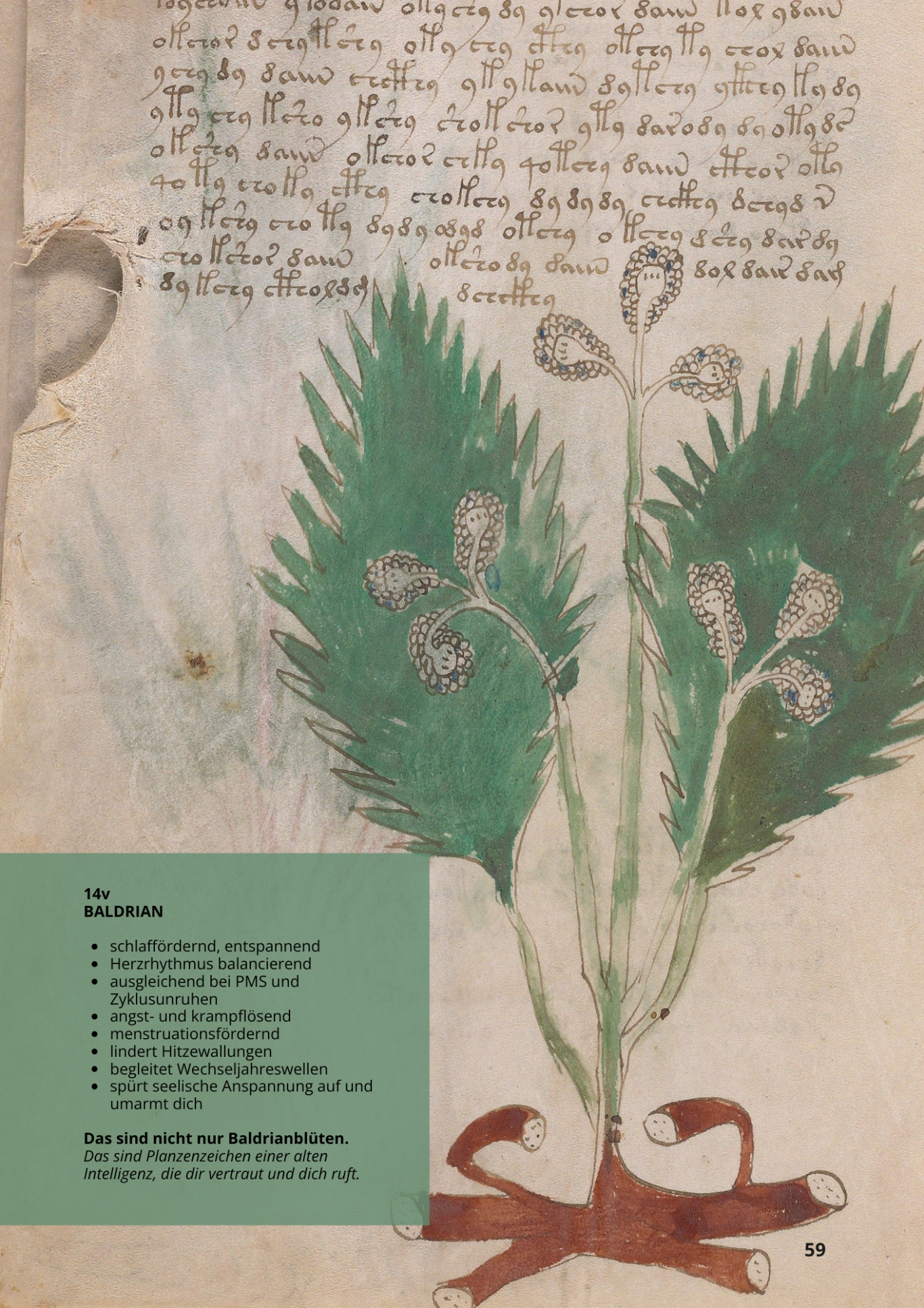 Fu oder Valeriana Comune - VALERIANA OFFICINALIS - 14v - Baldrian Fu oder Valeriana Comune - VALERIANA OFFICINALIS - 14v - Baldrian