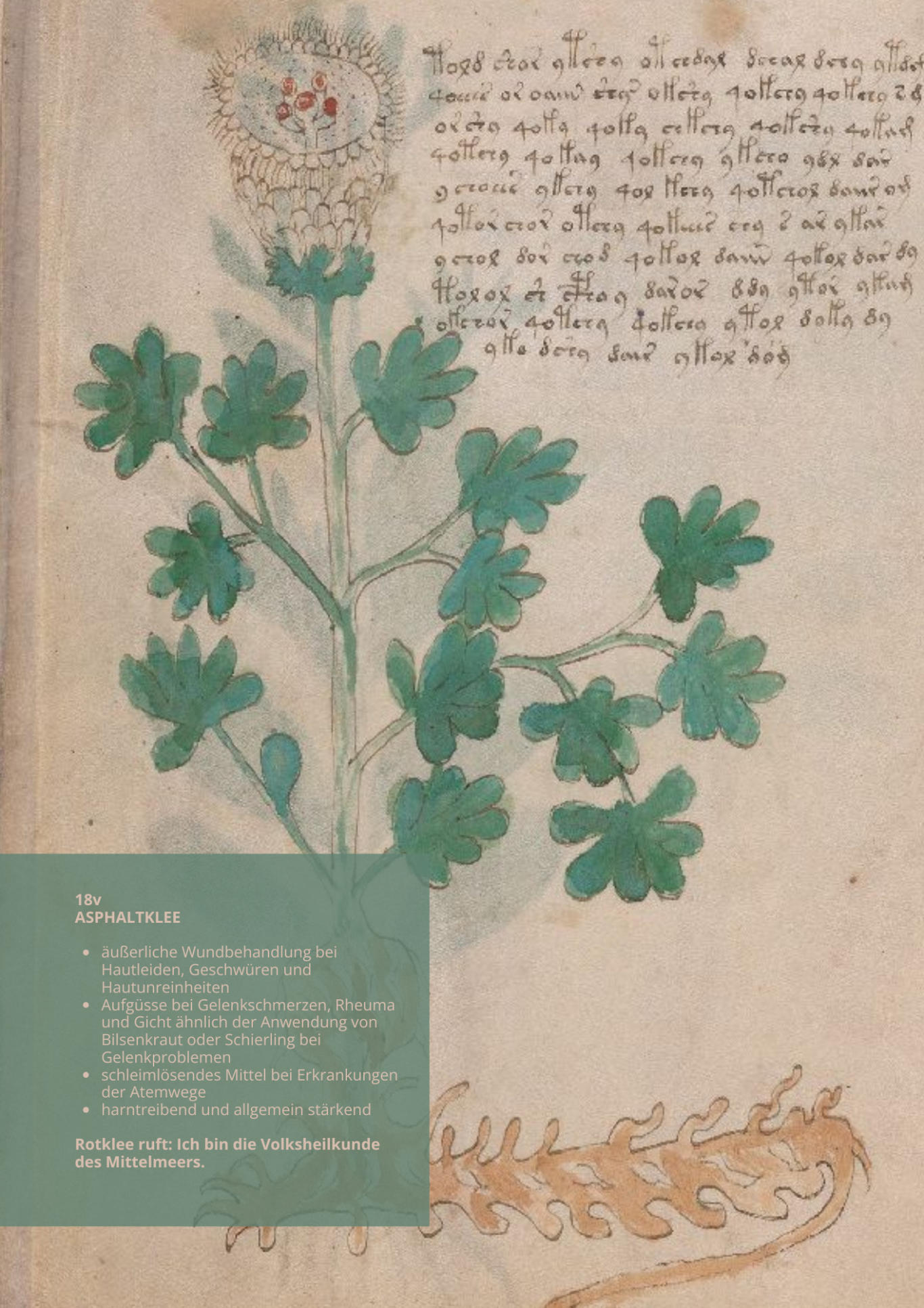 Trifoglio Bituminoso - BITUMINARIA BITUMINOSA- 18v - Asphaltklee Trifoglio Bituminoso - BITUMINARIA BITUMINOSA- 18v - Asphaltklee