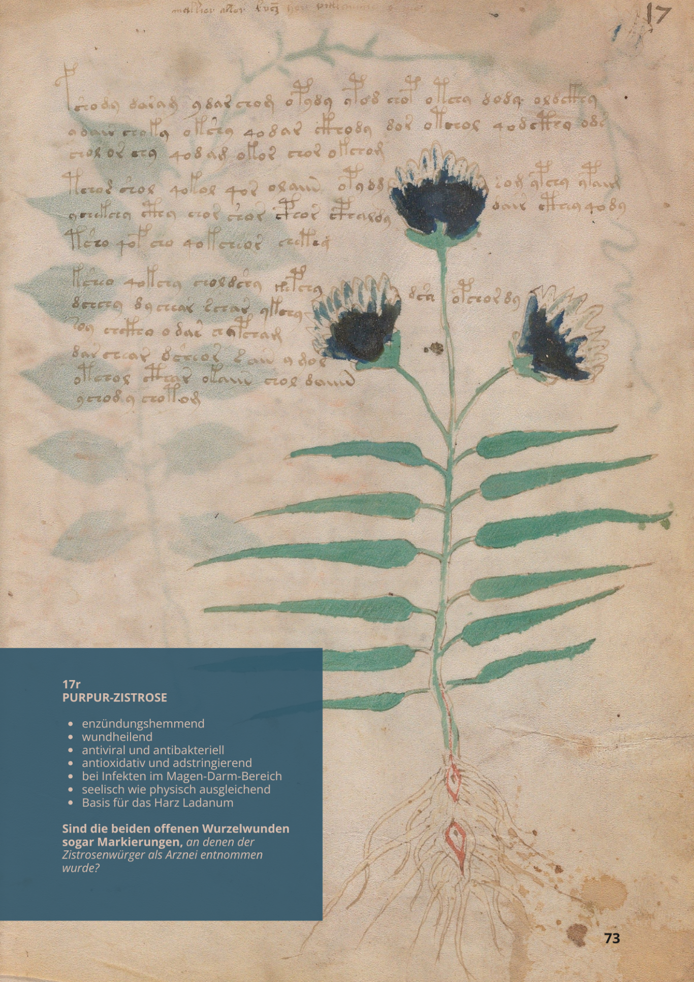 Cisto Purpureo - CISTUS PURPUREUS - 17r - Purpur-Zistrose Cisto Purpureo - CISTUS PURPUREUS - 17r - Purpur-Zistrose