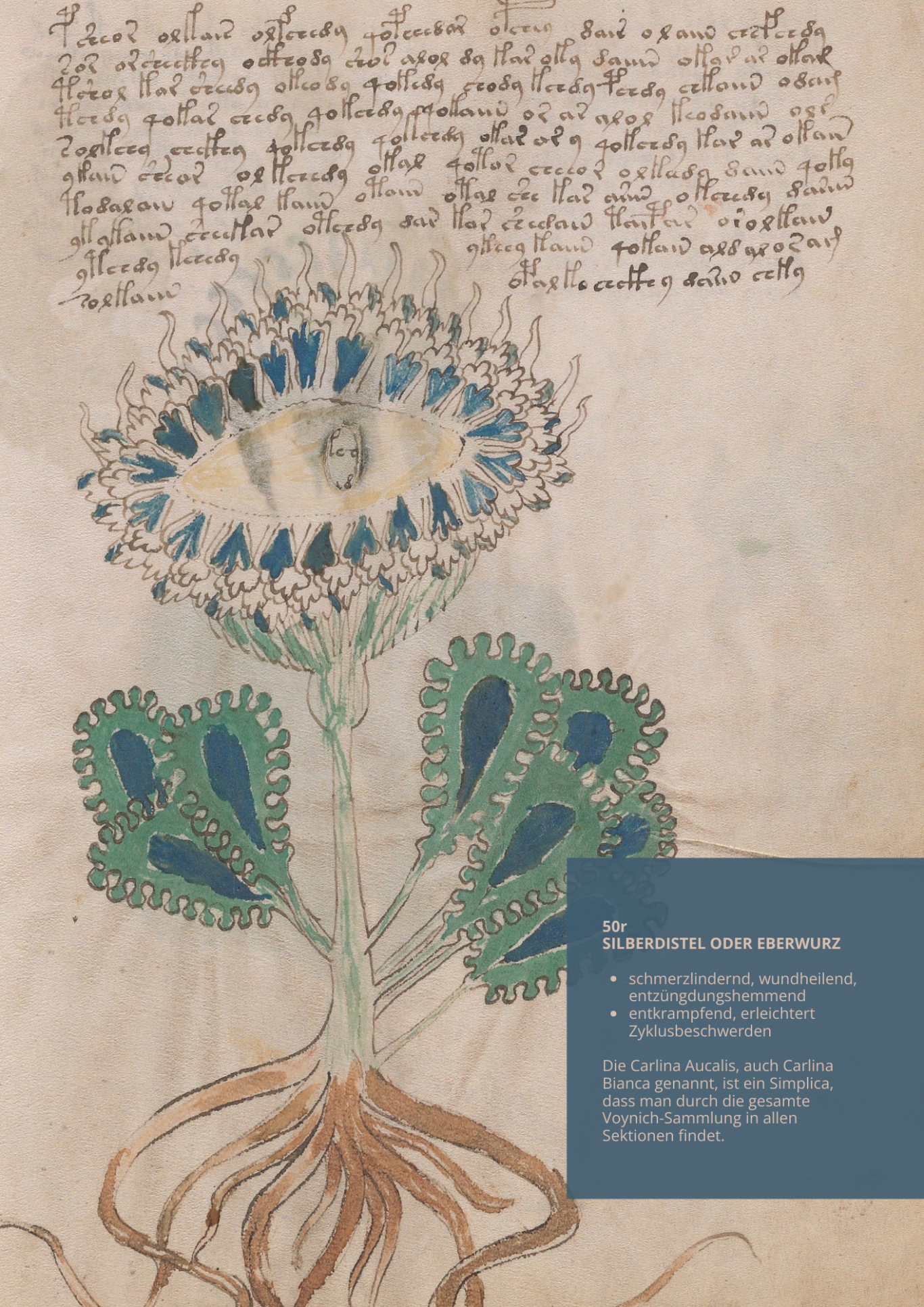 Carlina Bianca - CARLINA AUCALIS - 50r - Silberdistel - Eberwurz Carlina Bianca - CARLINA AUCALIS - 50r - Silberdistel - Eberwurz