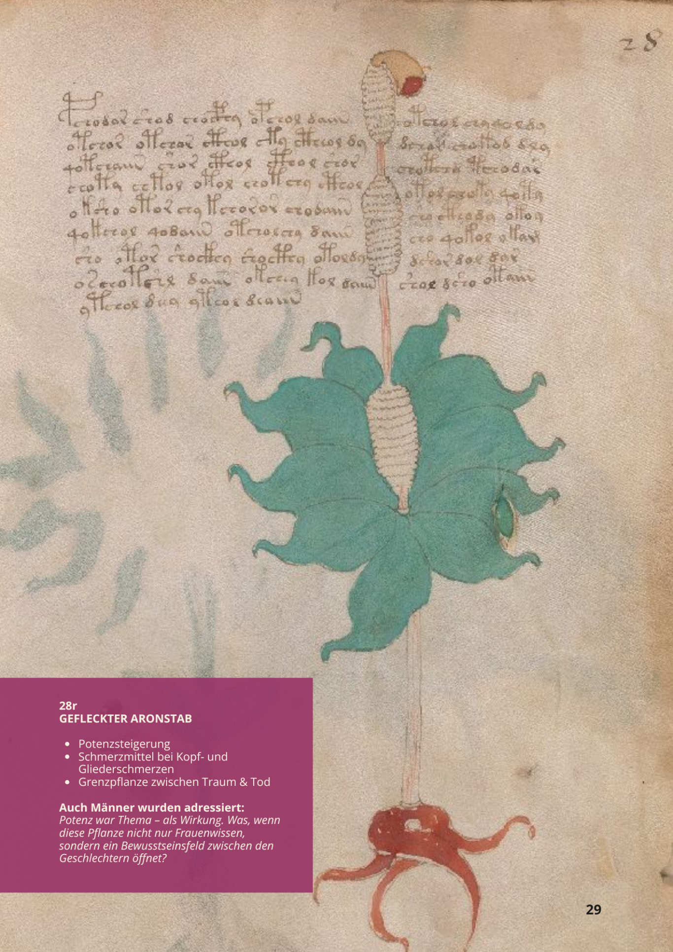 Gigaro Scuro - ARUM MACULATUM - 28r - Gefleckter Aronstab Gigaro Scuro - ARUM MACULATUM - 28r - Gefleckter Aronstab