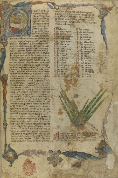 MS Egerton 747 - Tractatus de herbis - Starterfolio mit Index und Aloe Vera