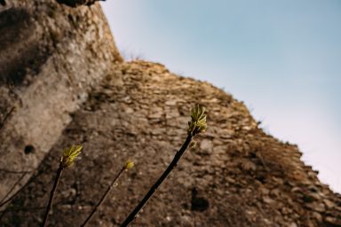 Castello di Arechi mit austreibender Feige
