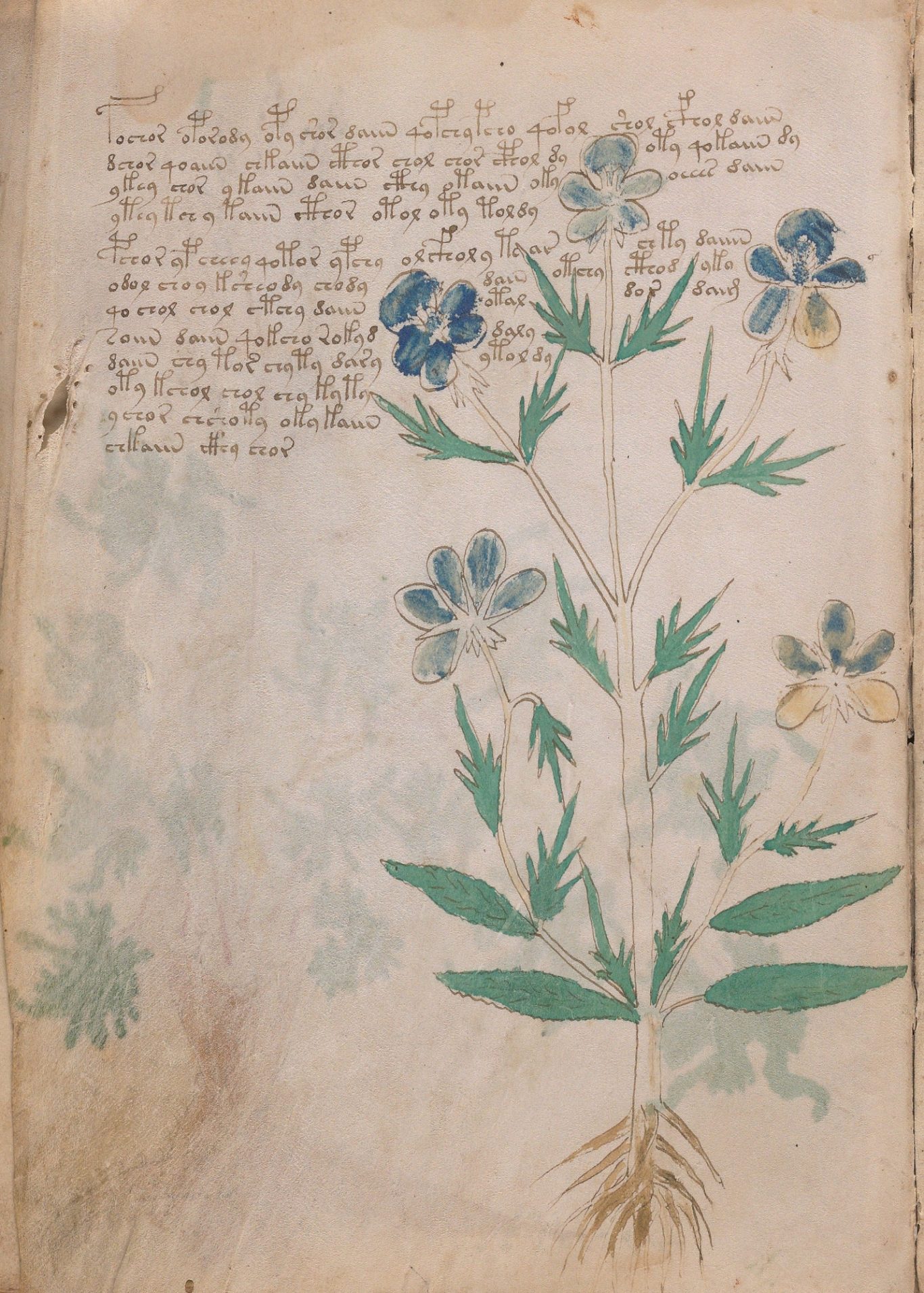 9v | LINUM USITATISSIMUM 9v | LINUM USITATISSIMUM