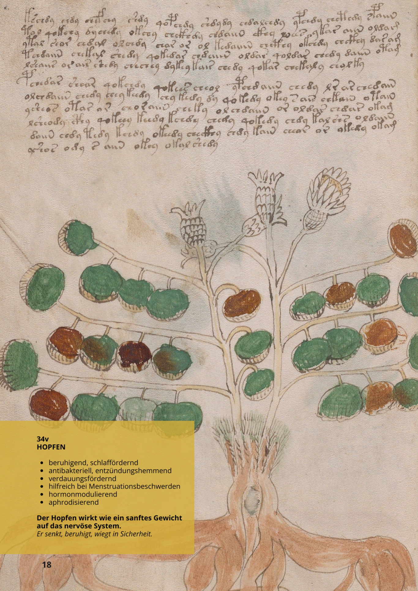 Luppolo - LUMULUS LUPULUS - 34v - Hopfen Luppolo - LUMULUS LUPULUS - 34v - Hopfen