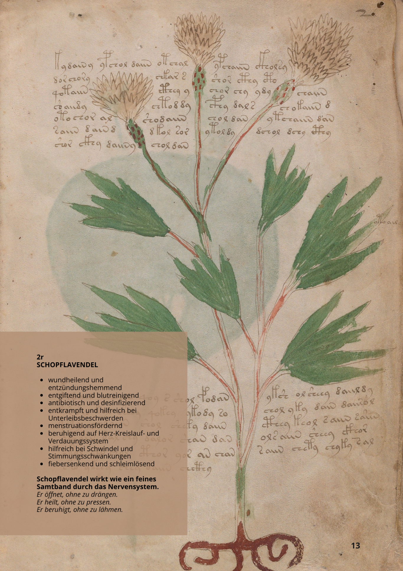 Sticados - Lavanda - LAVANDULA STOECHAS - 2r - Schopflavendel Sticados - Lavanda - LAVANDULA STOECHAS - 2r - Schopflavendel