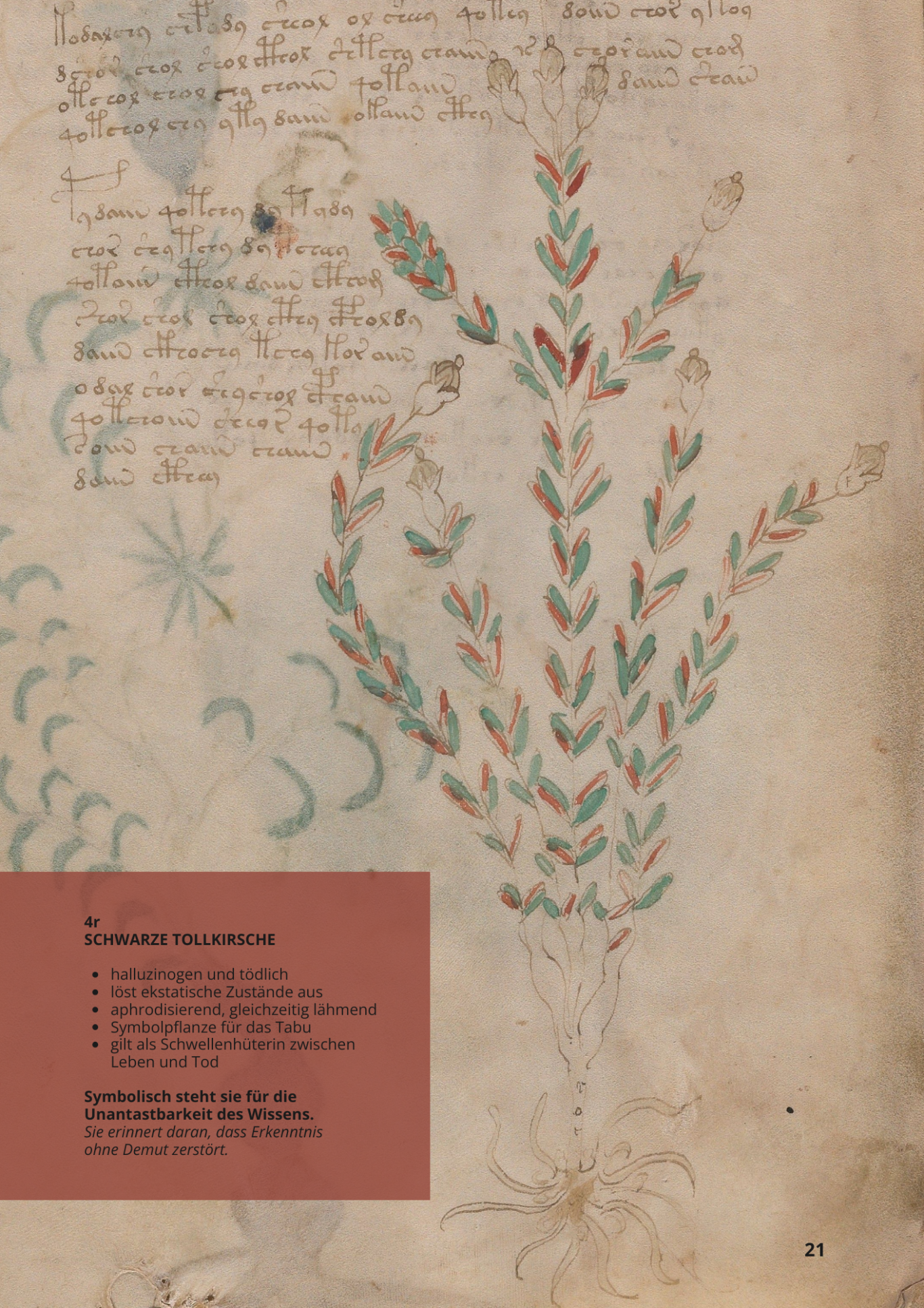 Belladonna - ATROPA BELLA-DONNA - 4r - Schwarze Tollkirsche Belladonna - ATROPA BELLA-DONNA - 4r - Schwarze Tollkirsche