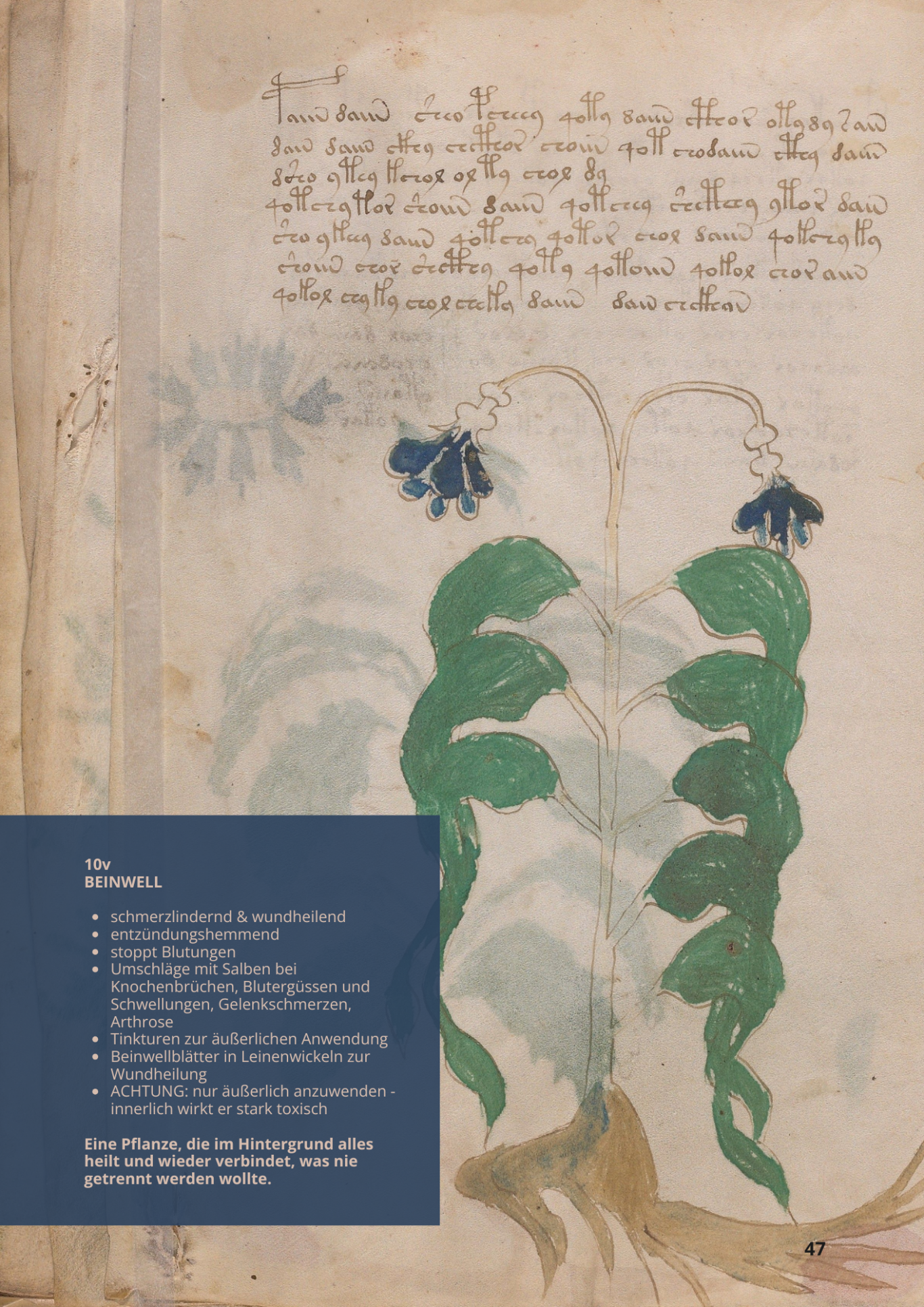 Consolida Maggiore - SYMPHYTUM OFFICINALE - 10v - Beinwell Consolida Maggiore - SYMPHYTUM OFFICINALE - 10v - Beinwell