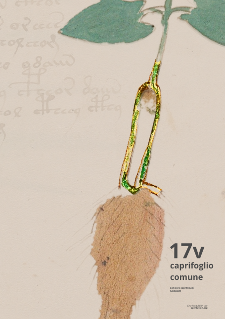 Beinecke MS 408 - Folio 17v mit Pinzette zwischen Wurzel und Stamm