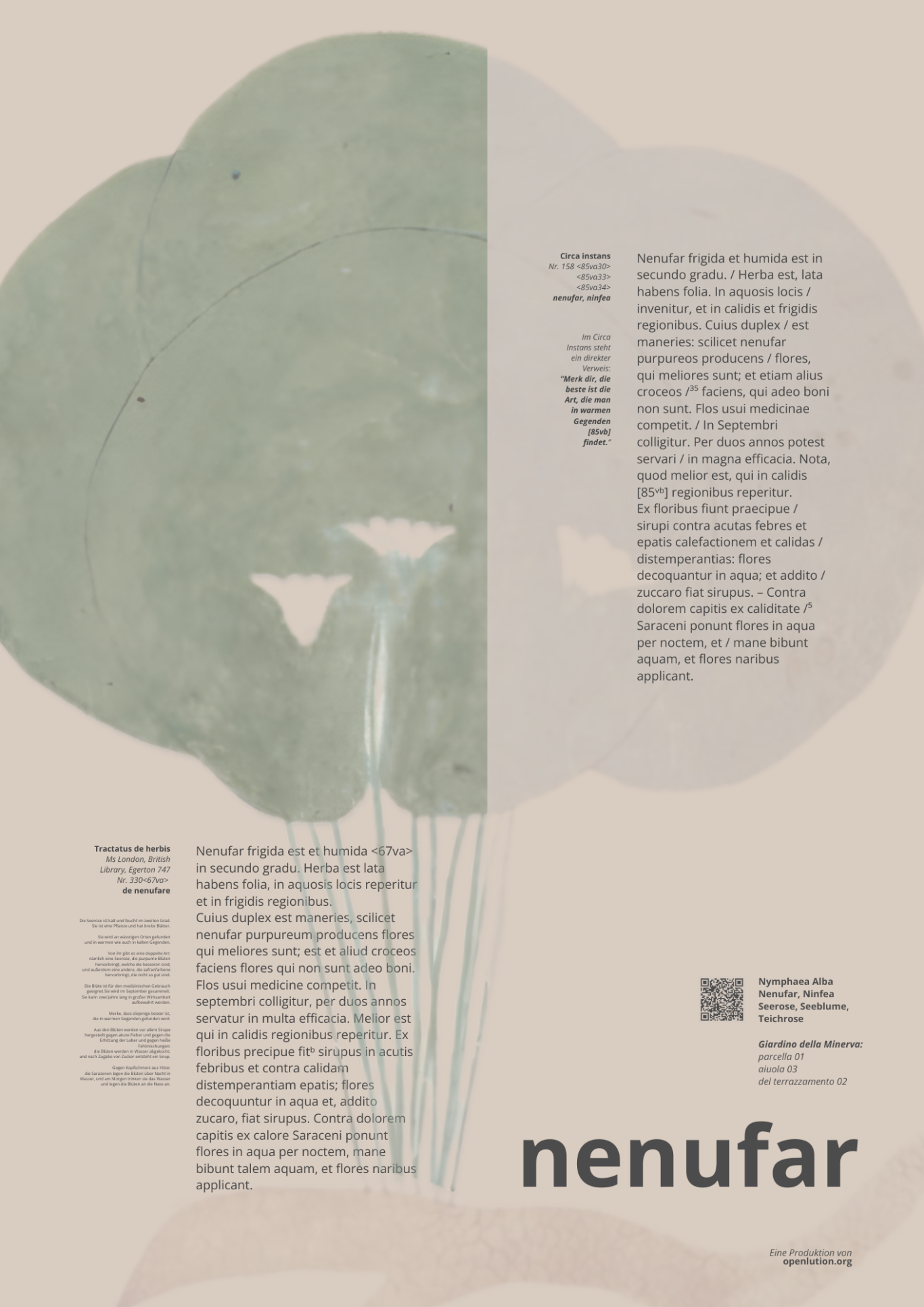 Nenufar im Tractatus de herbis und Circa Instans Nenufar im Tractatus de herbis und Circa Instans