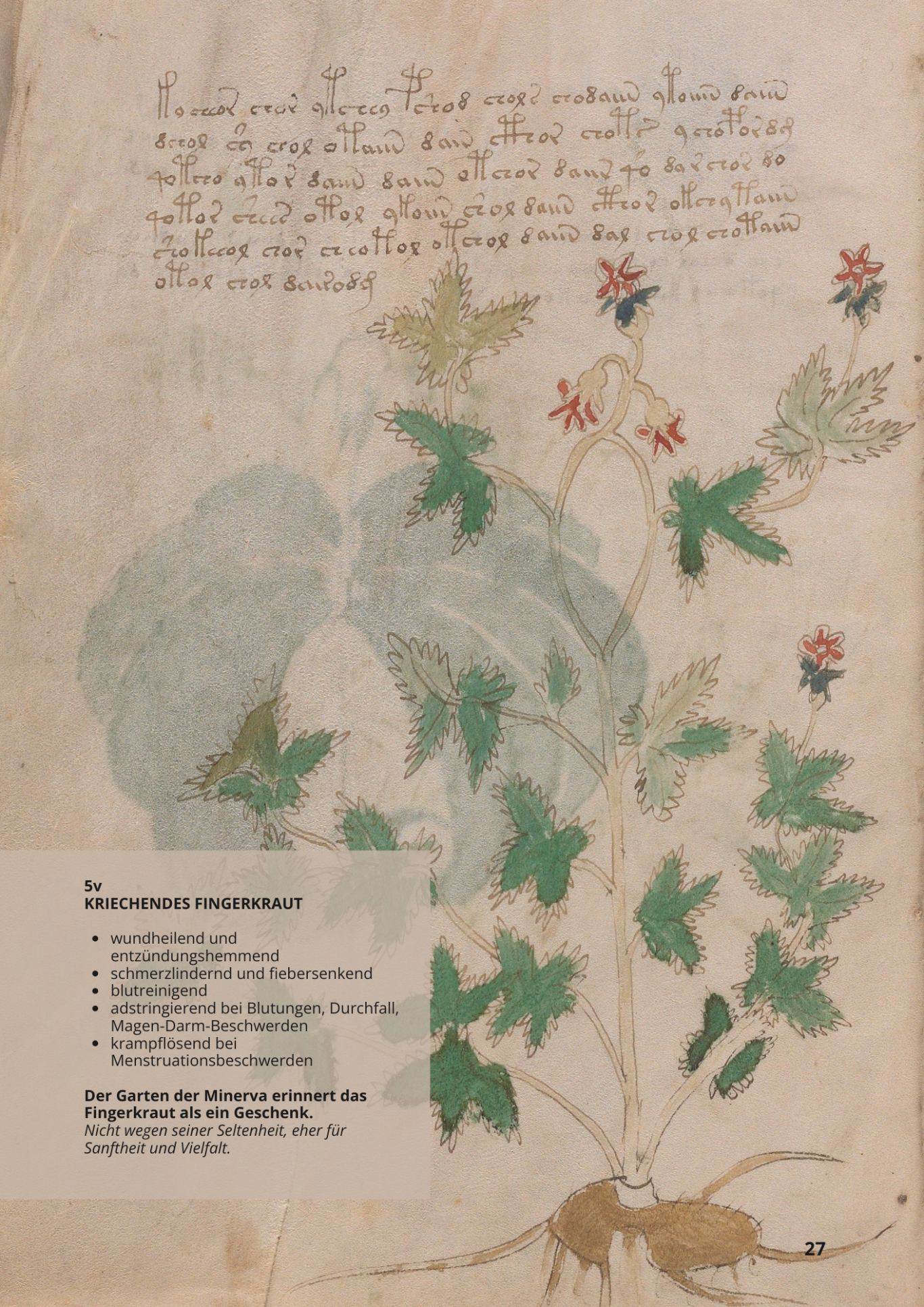 Cinquefoglia Comune O Sp. Vic. - POTENTILLA REPTANS - 5v - Kriechendes Fingerkraut Cinquefoglia Comune O Sp. Vic. - POTENTILLA REPTANS - 5v - Kriechendes Fingerkraut