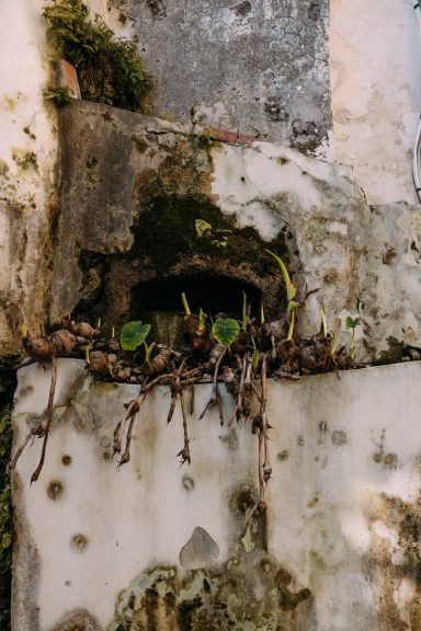Tamaro im Giardino della Minerva Tamaro im Giardino della Minerva